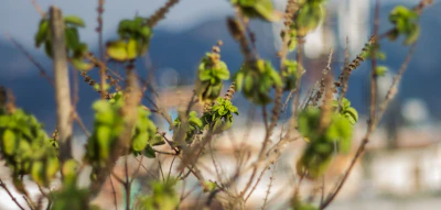 Tulsi Holy Basil Growing India — Sacred Adaptogen Puja Plant Encyclopedia