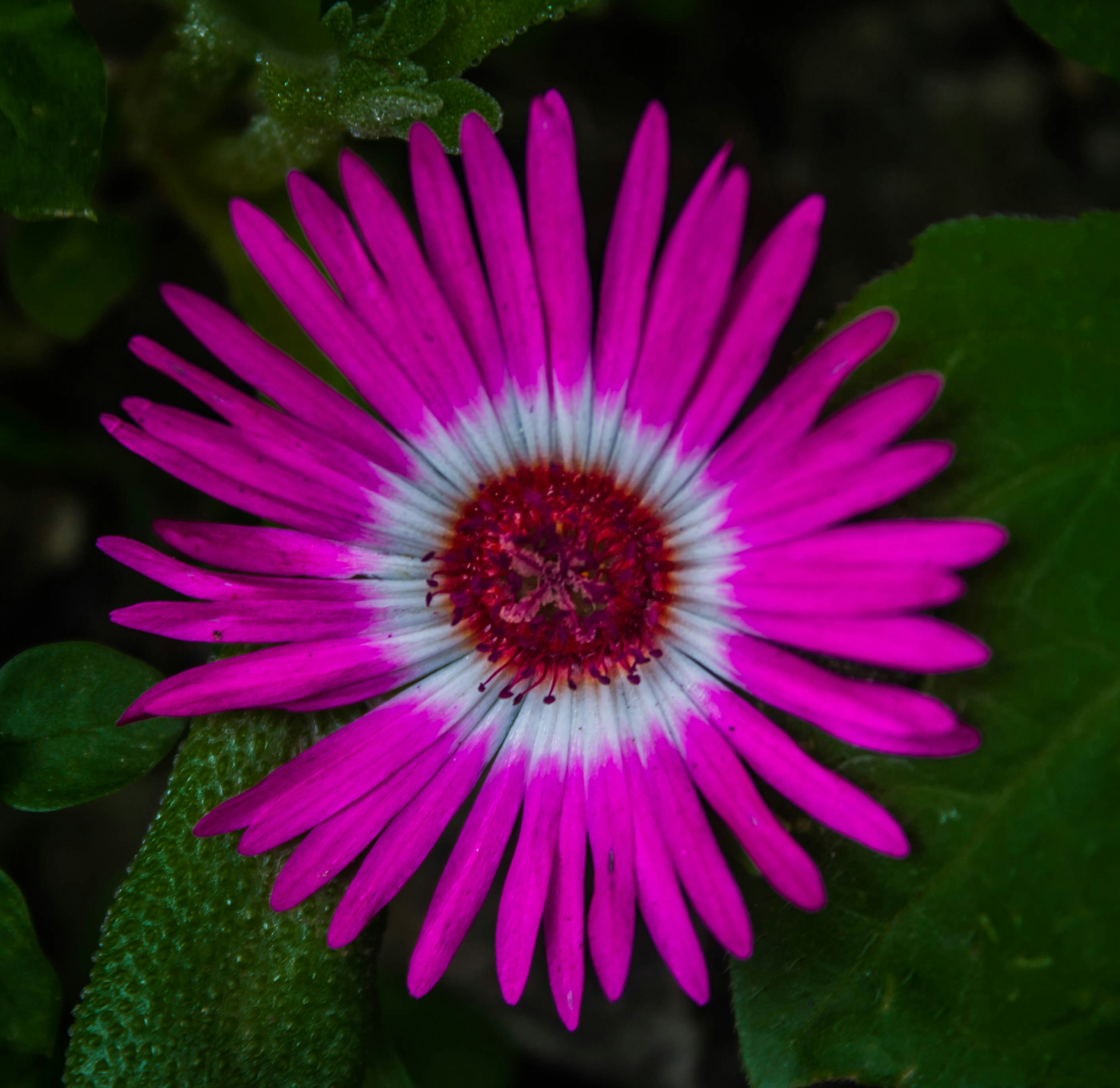Here's a caption: vibrant pink flower blooms beautifully.