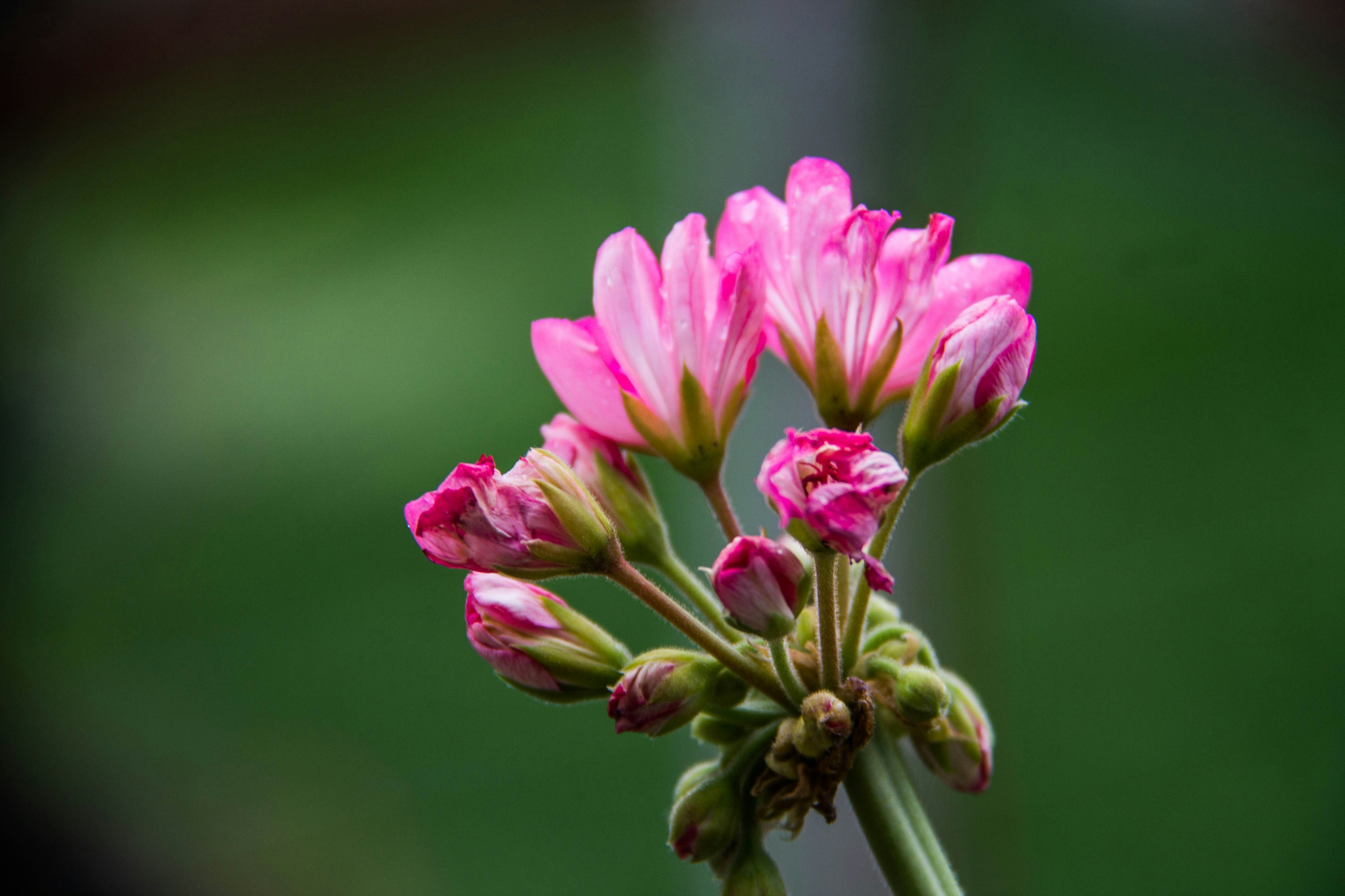 Pink geranium blossoms against a green background.