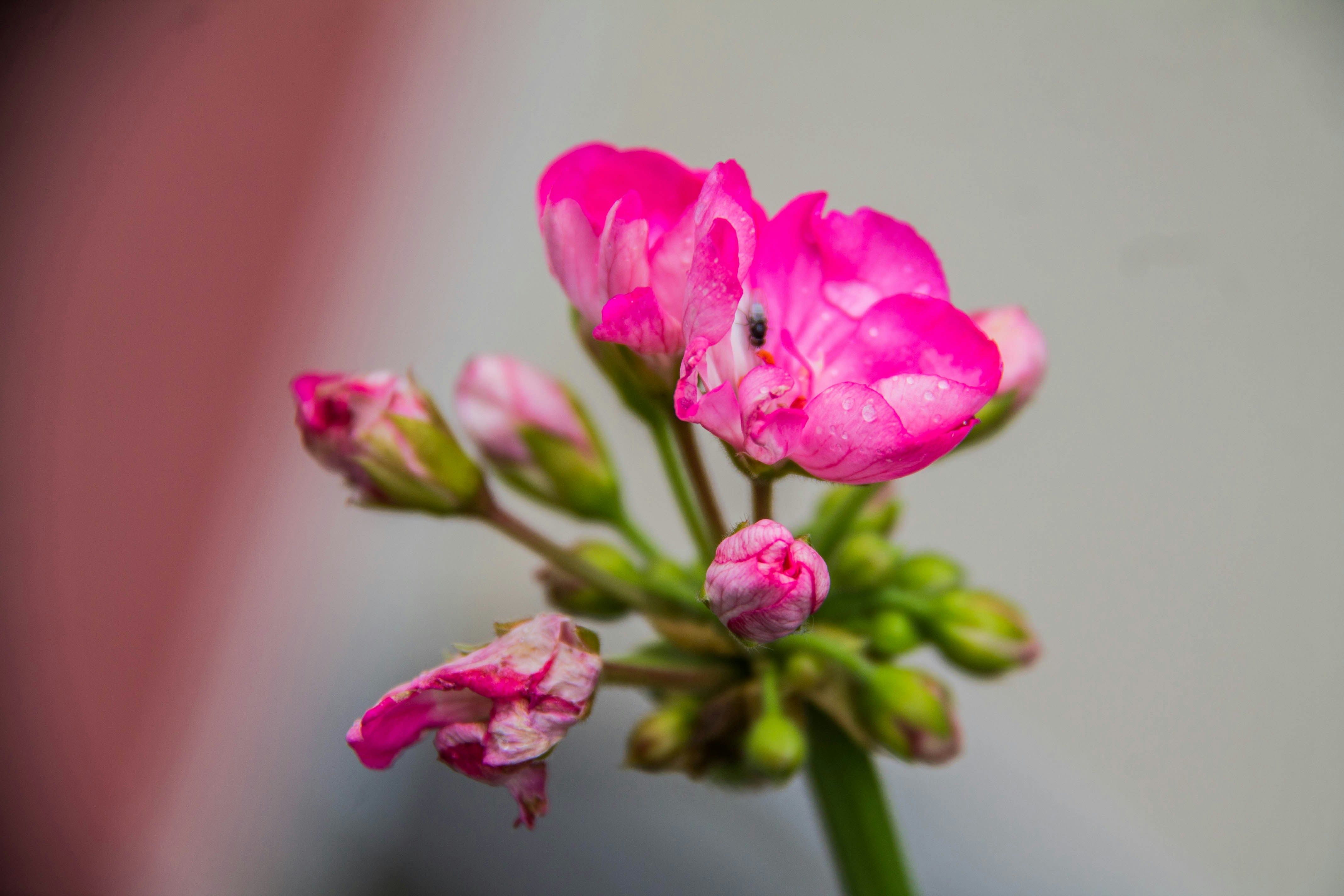 Pink geranium blooms in beautiful detail.
