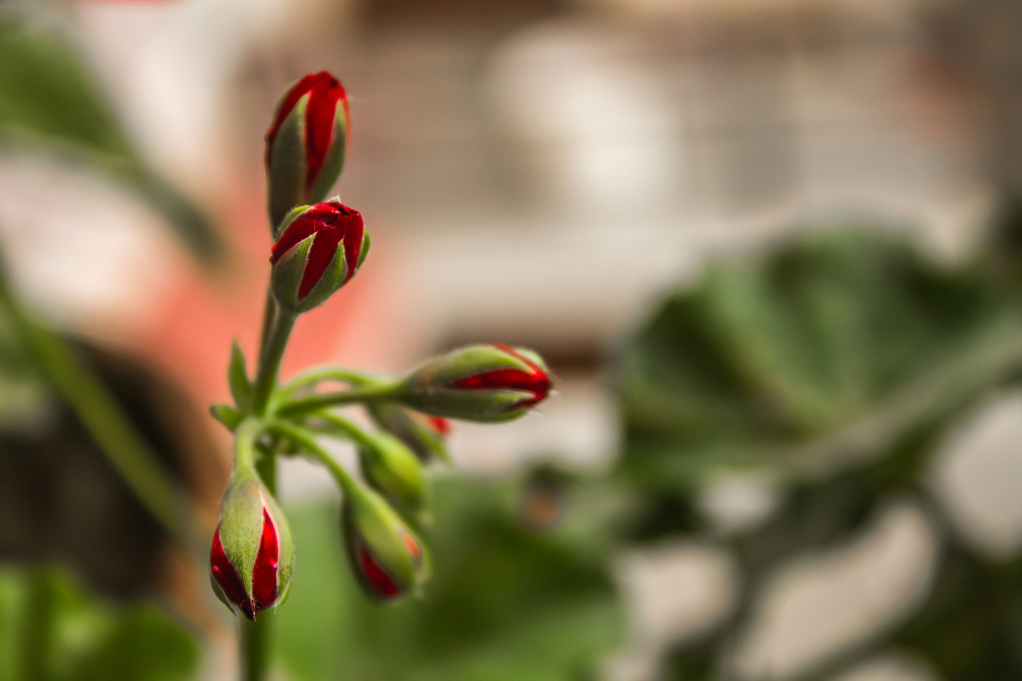 Red geranium buds prepare to bloom.