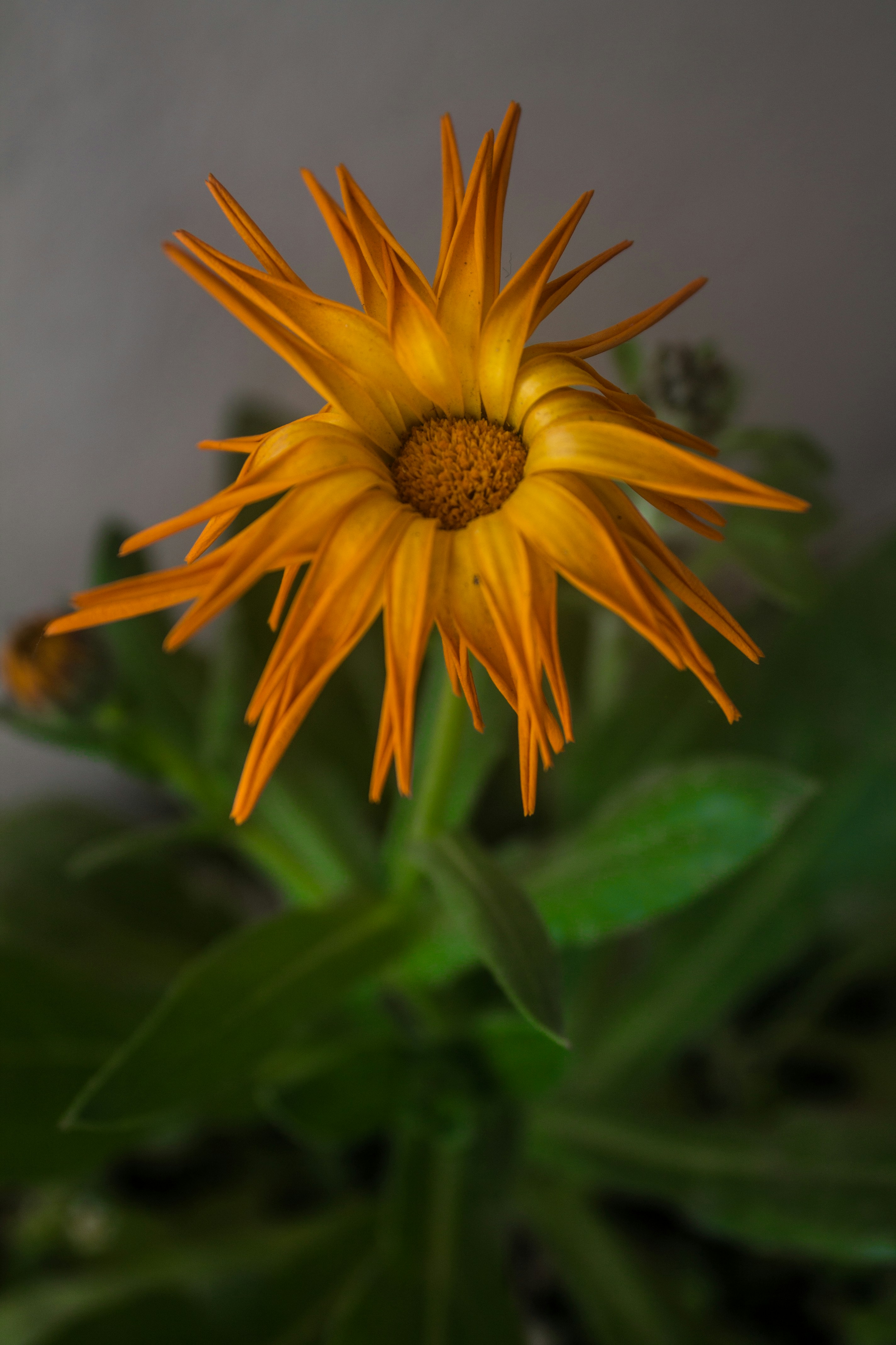 Está floreciendo una flor de naranja con pétalos puntiagudos. foto – Imagen  de Belleza natural gratuita en Unsplash, image size:3000x4500