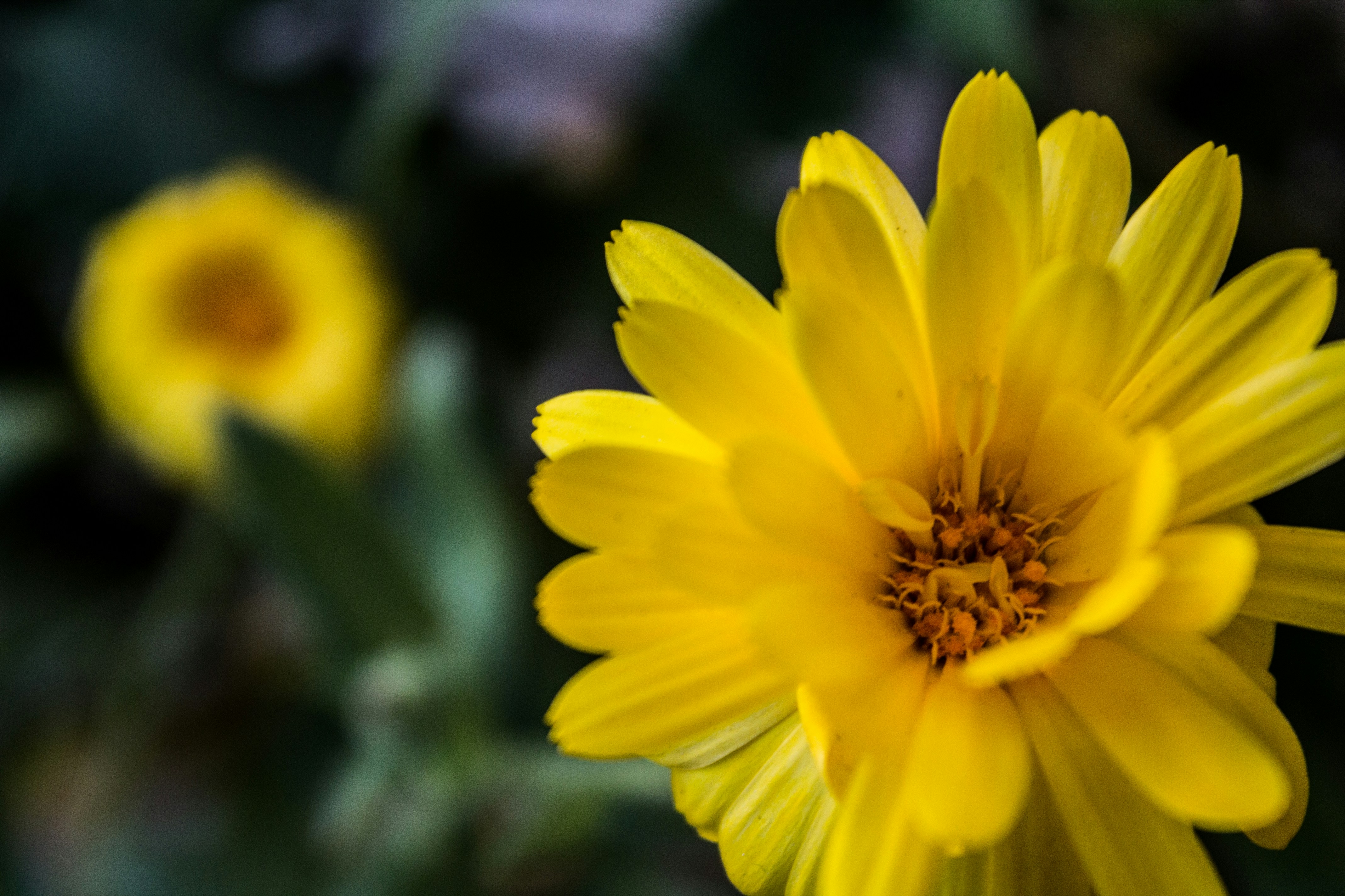 Calendula flower
