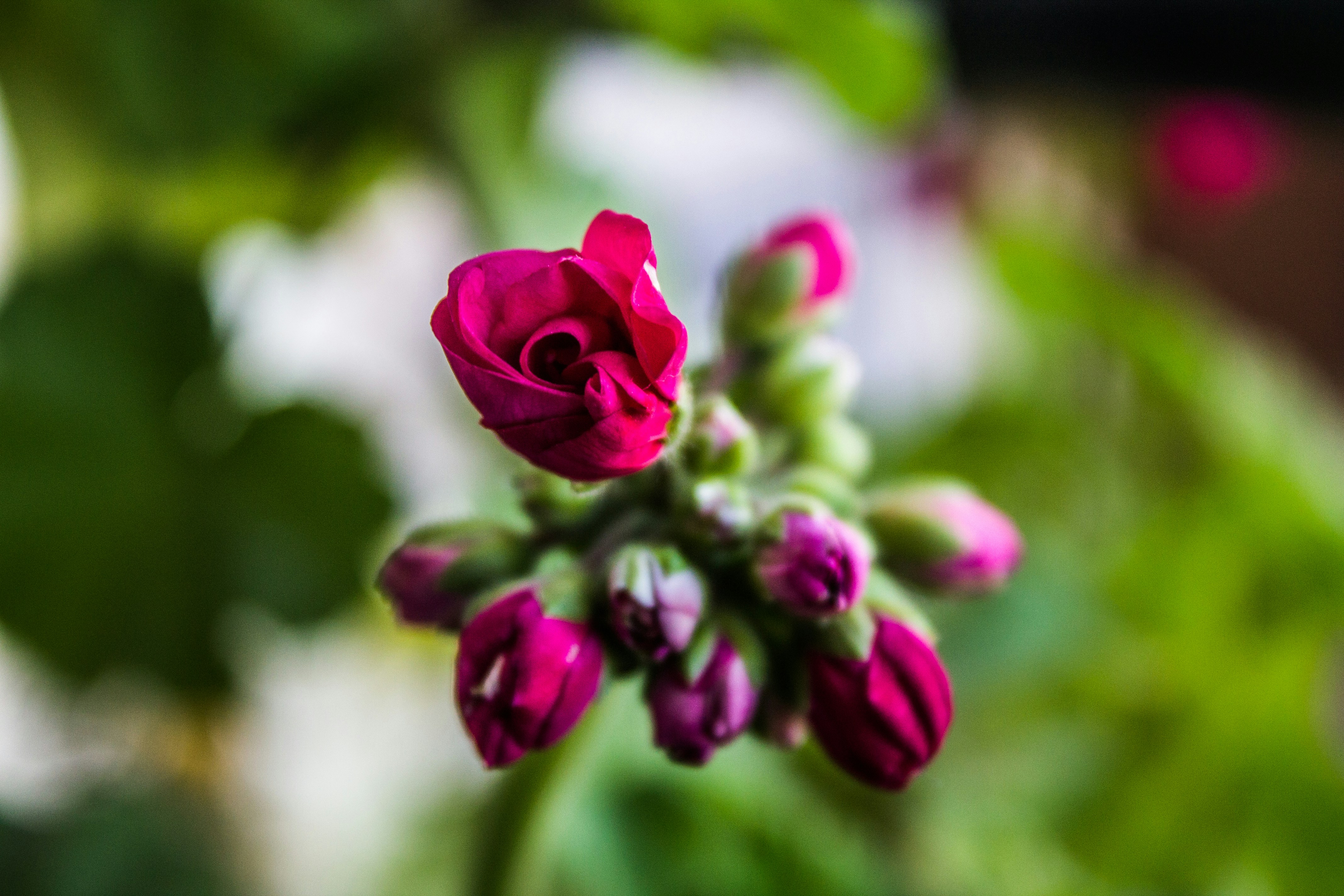 Here is a possible caption: bright red flowers in various stages of bloom.