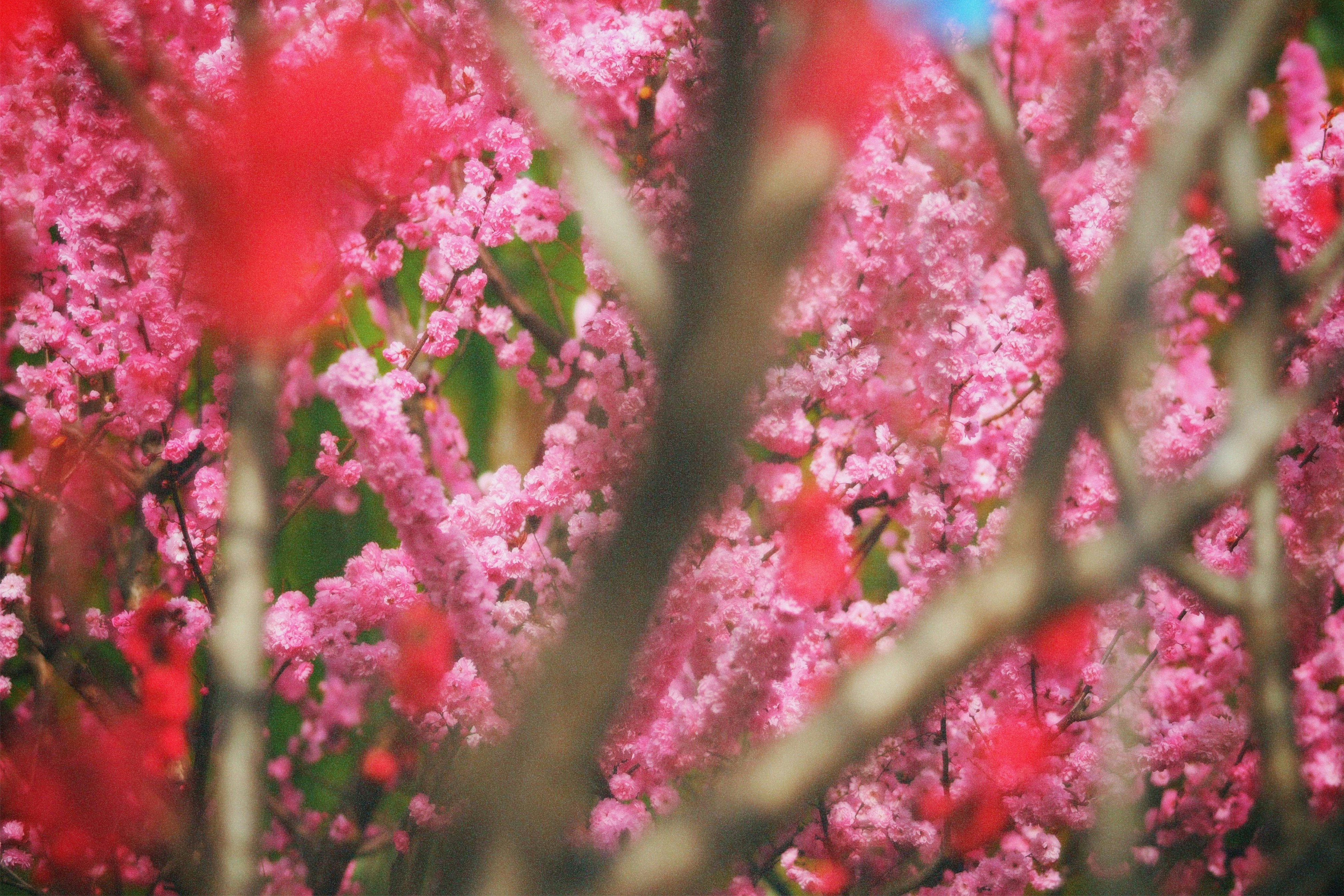 Photo by mianmian1997