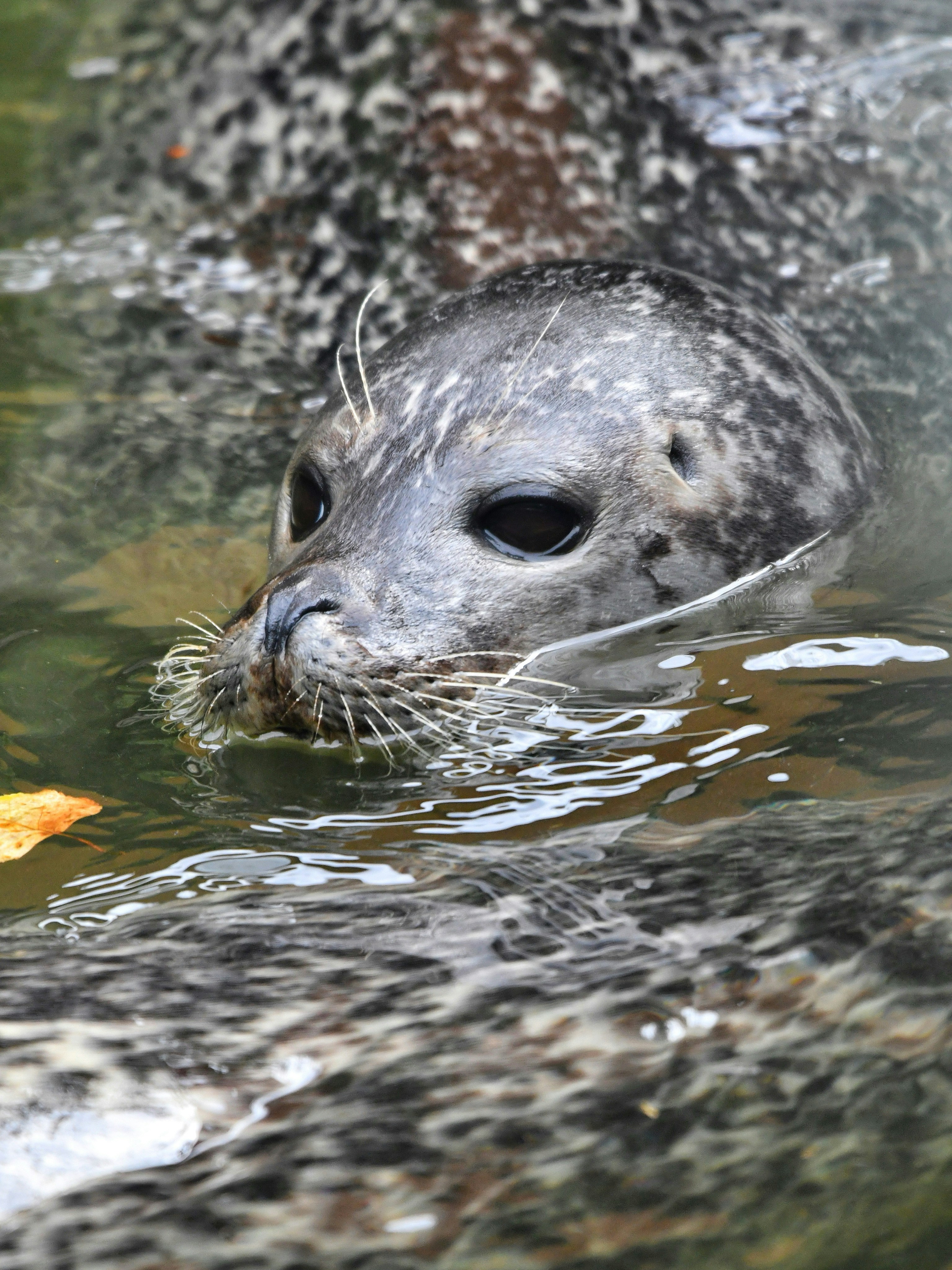 Photo by pedrino5_official