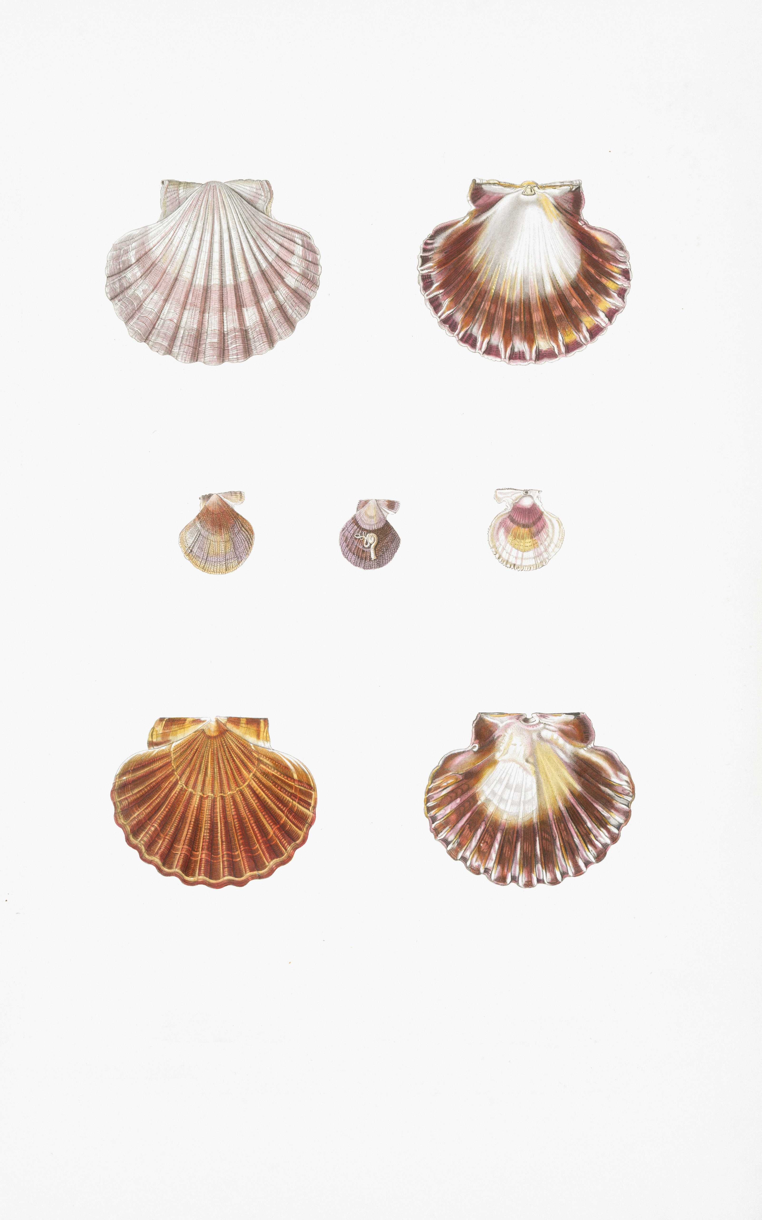 白地に様々なホタテ貝のコレクション。