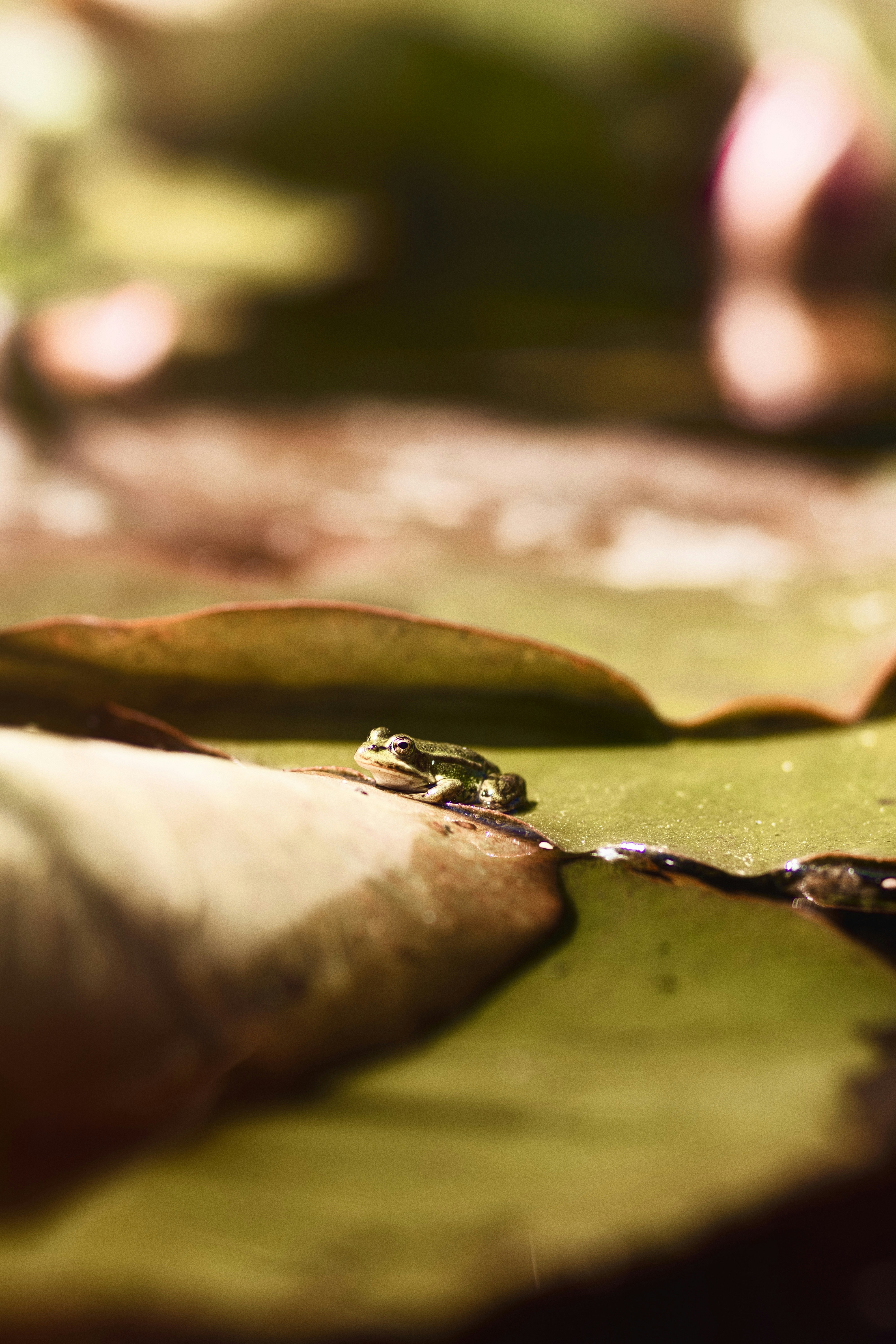 A frog is resting on a lily pad.