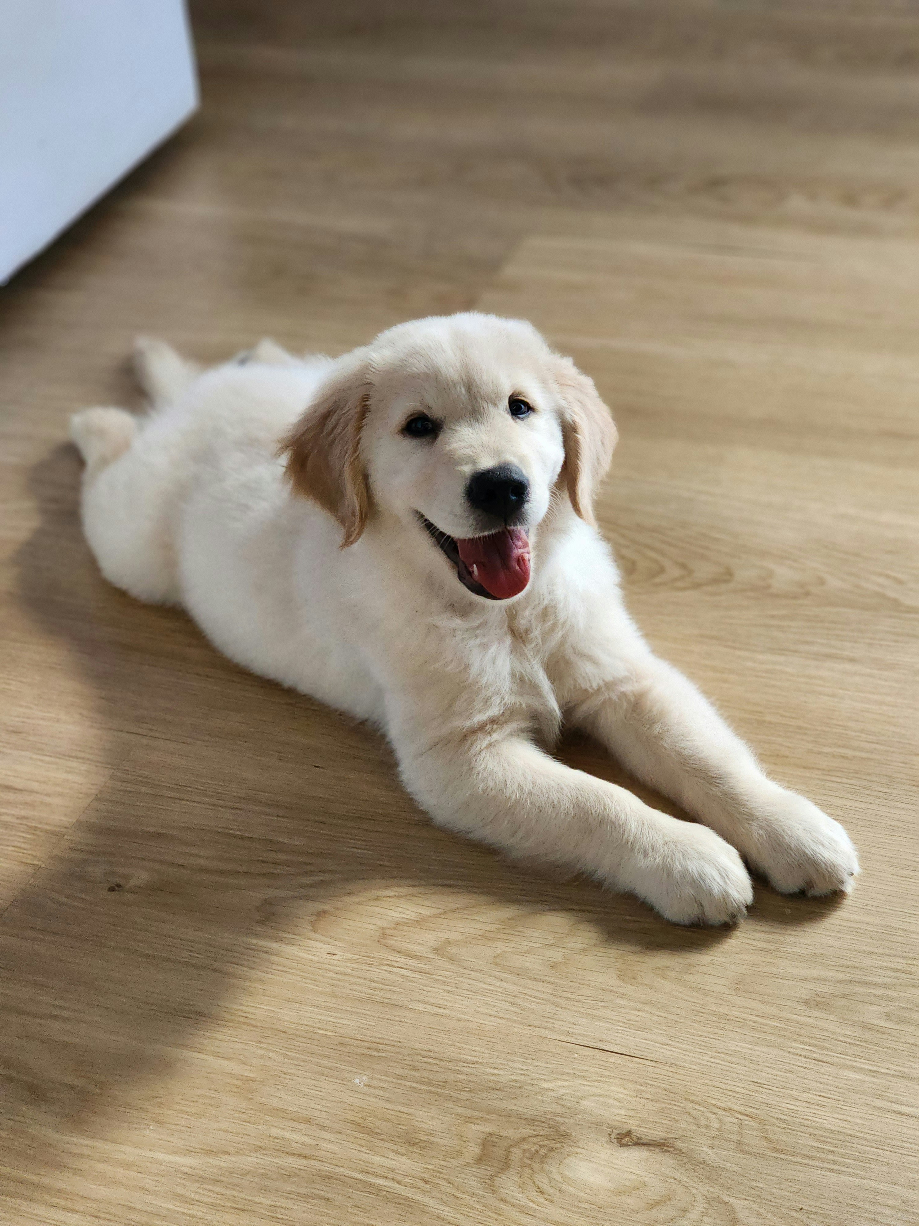 A golden retriever puppy smiles on the floor.