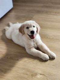 A golden retriever puppy smiles on the floor.