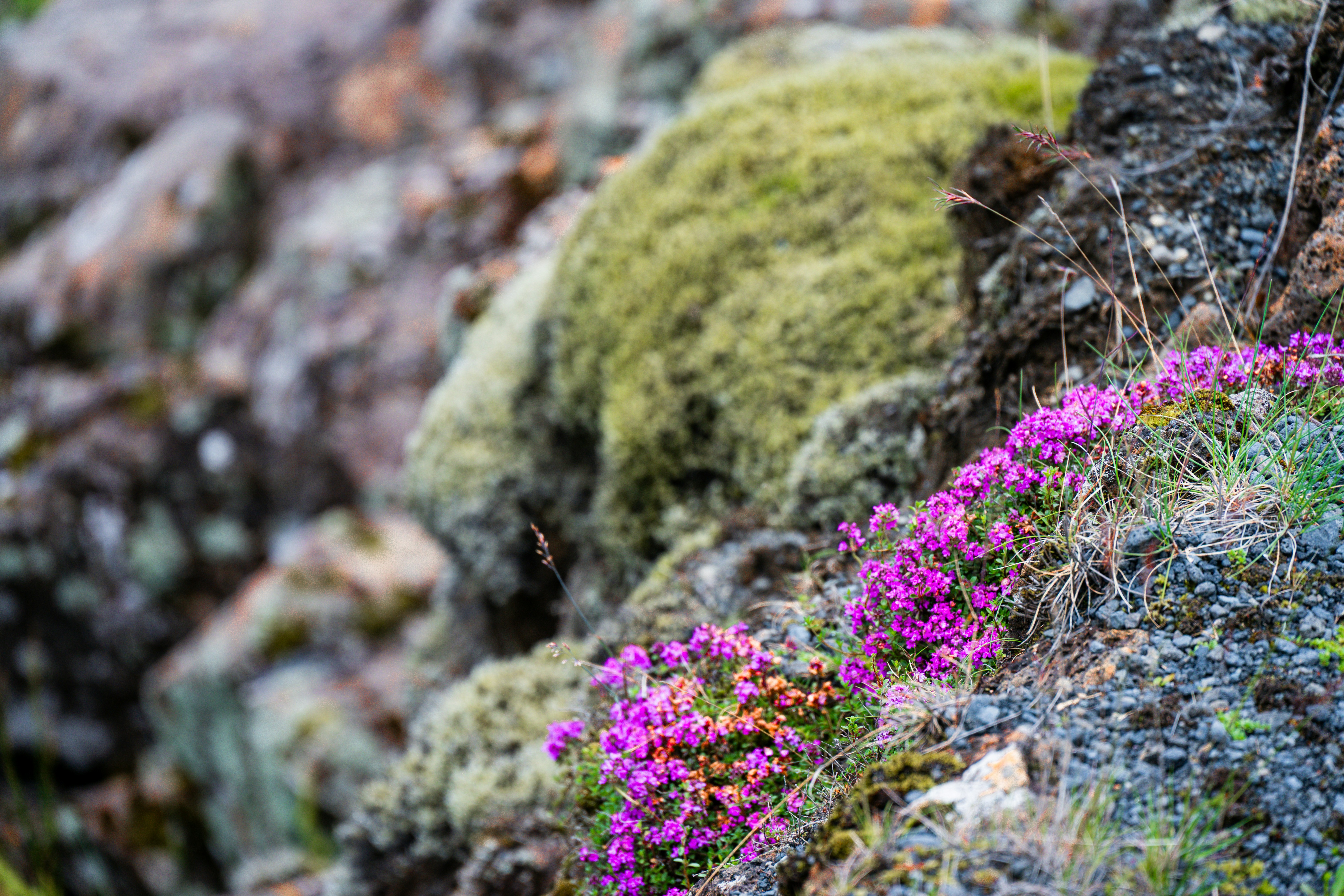 Photo by justmejuliee