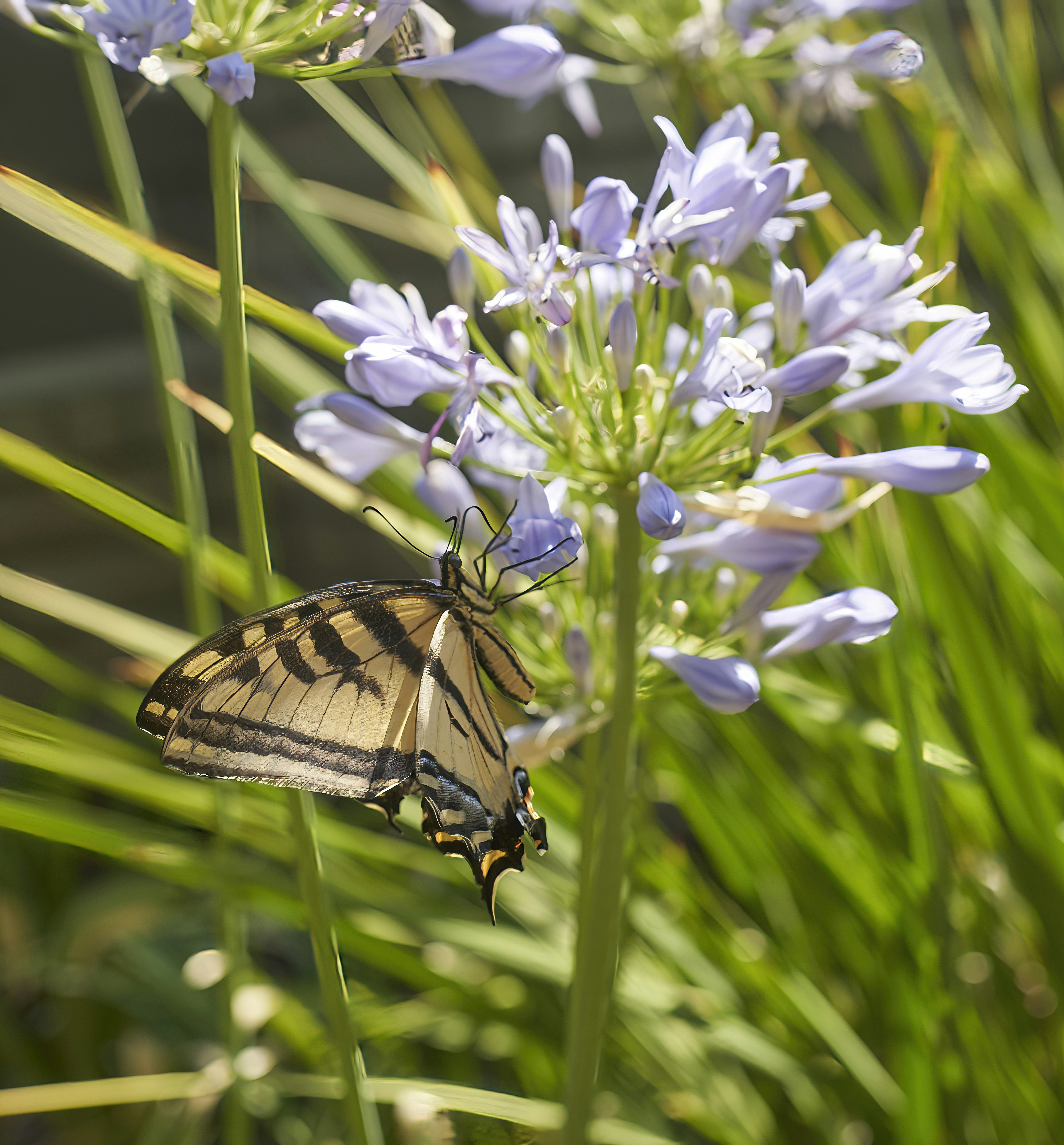 A butterfly rests upon a beautiful, purple flower.