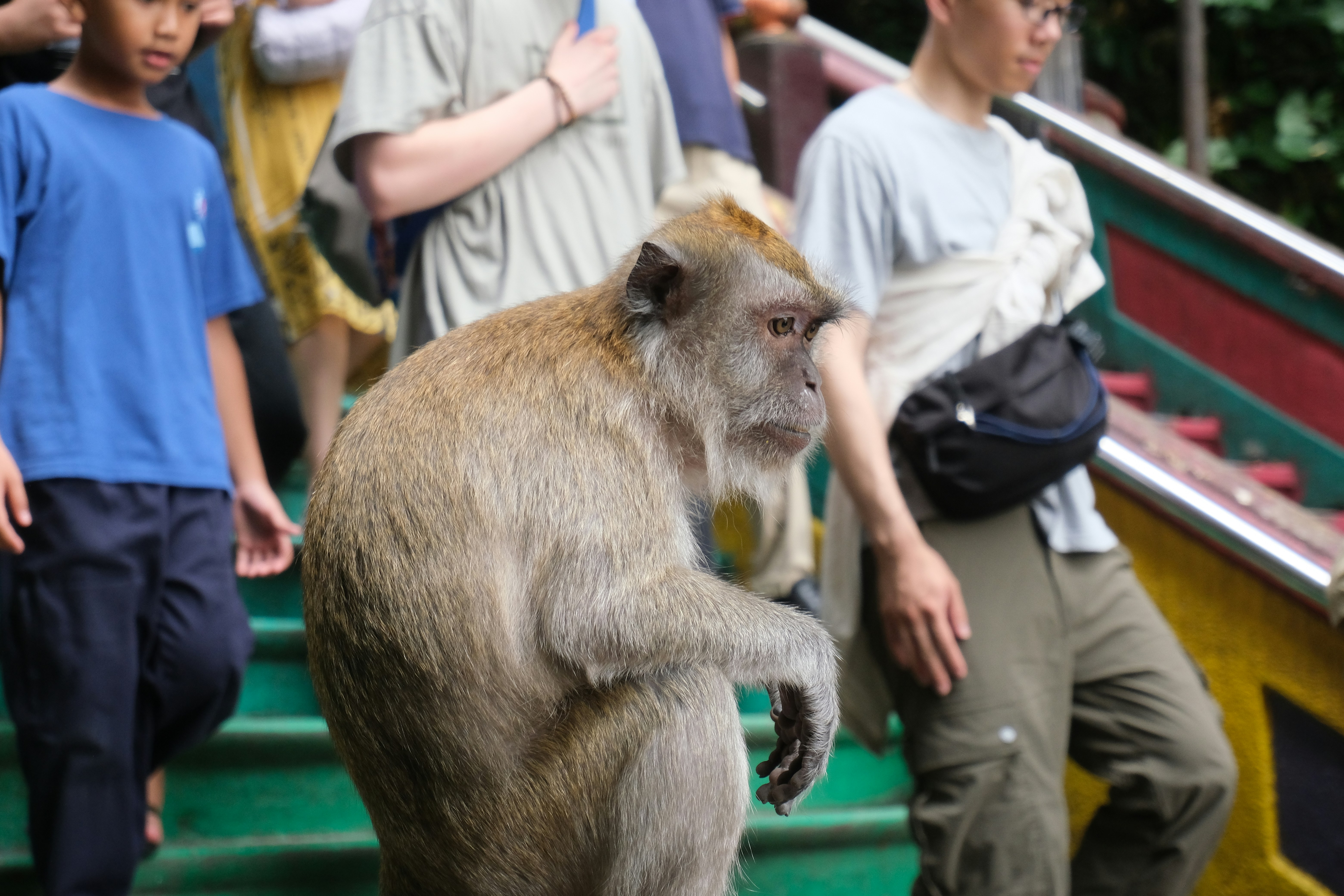 A monkey climbs steps among people.