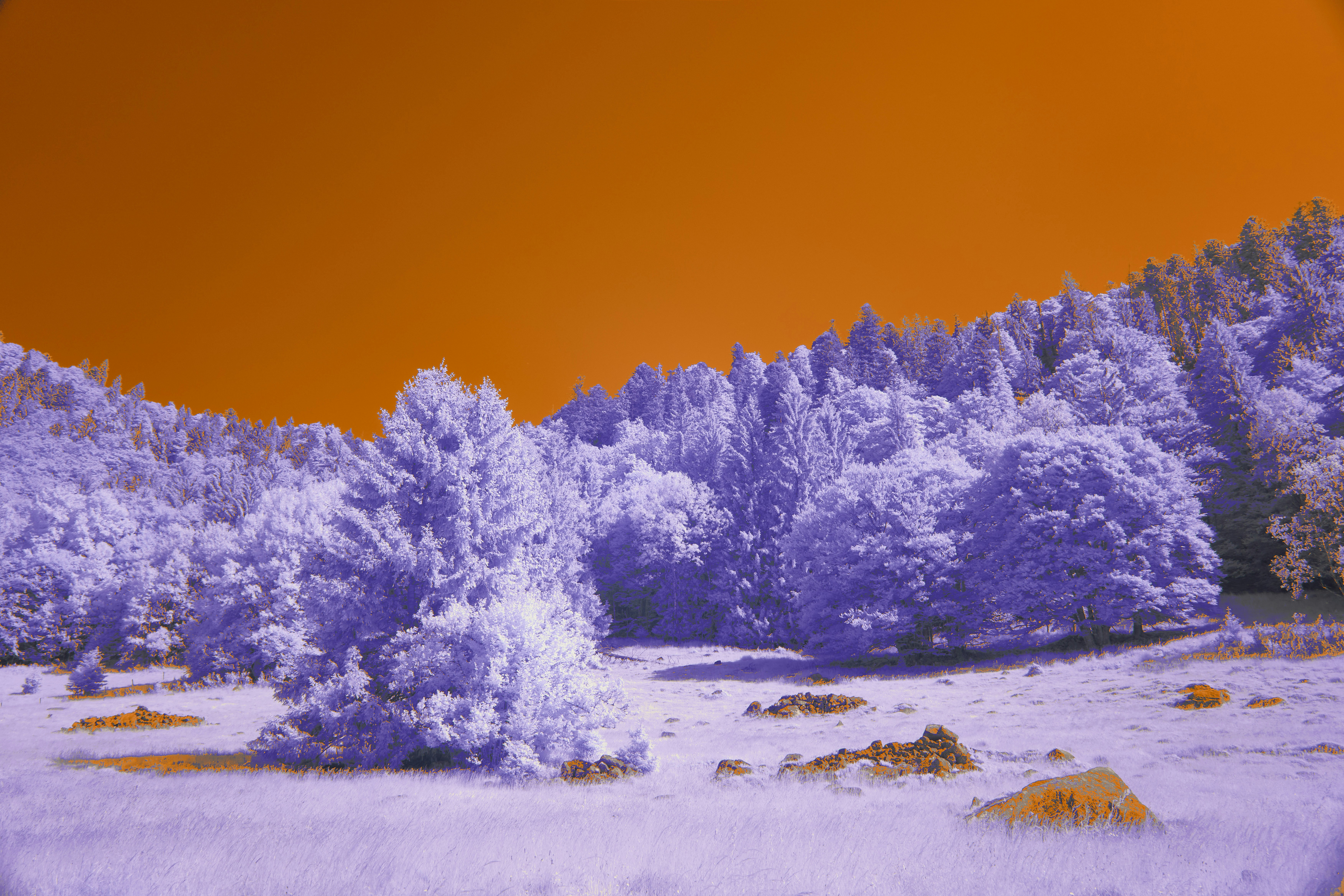 Photo by wolfgang_hasselmann