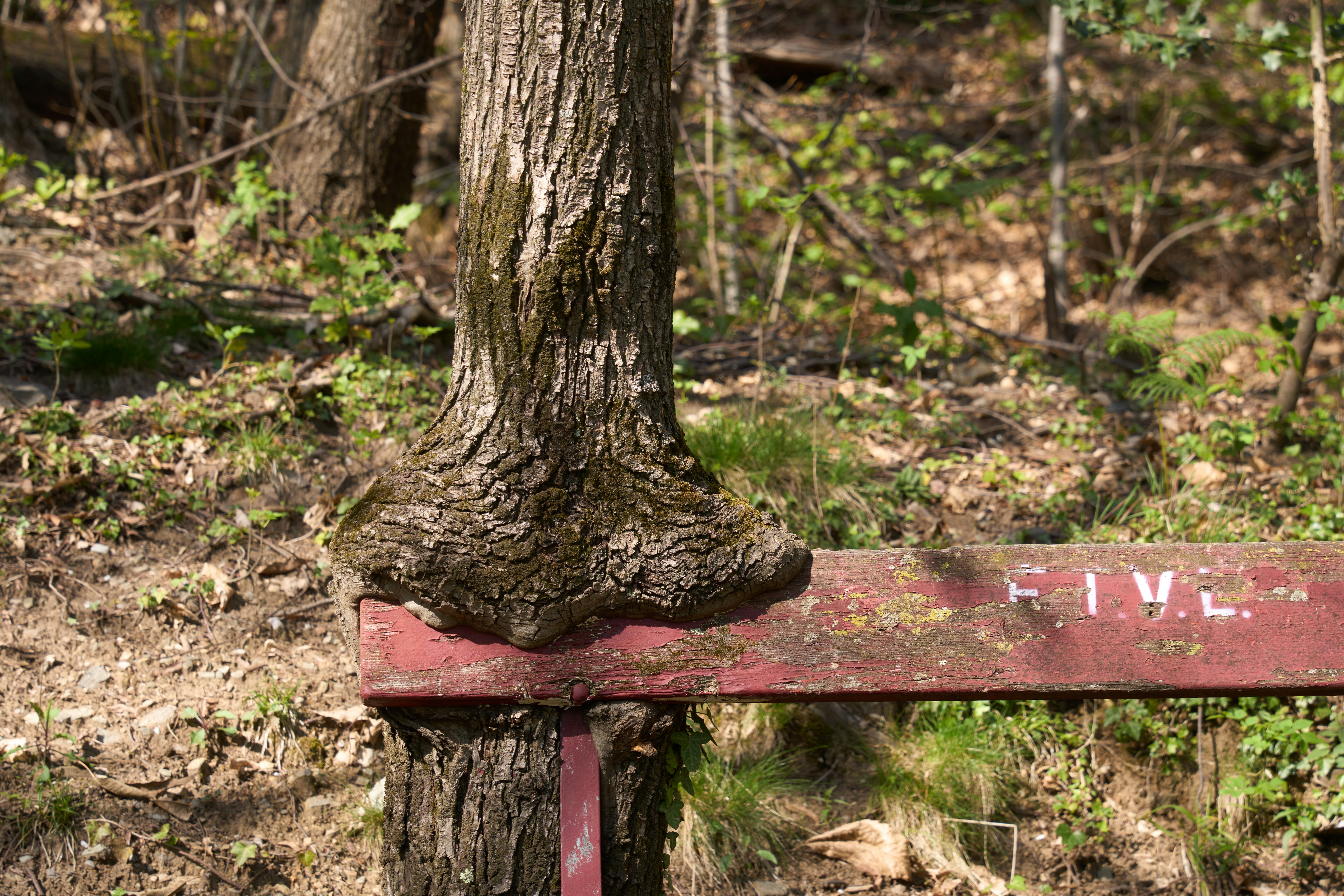 Emergency Tree Service Redmond 24/7 Reliable Storm Cleanup