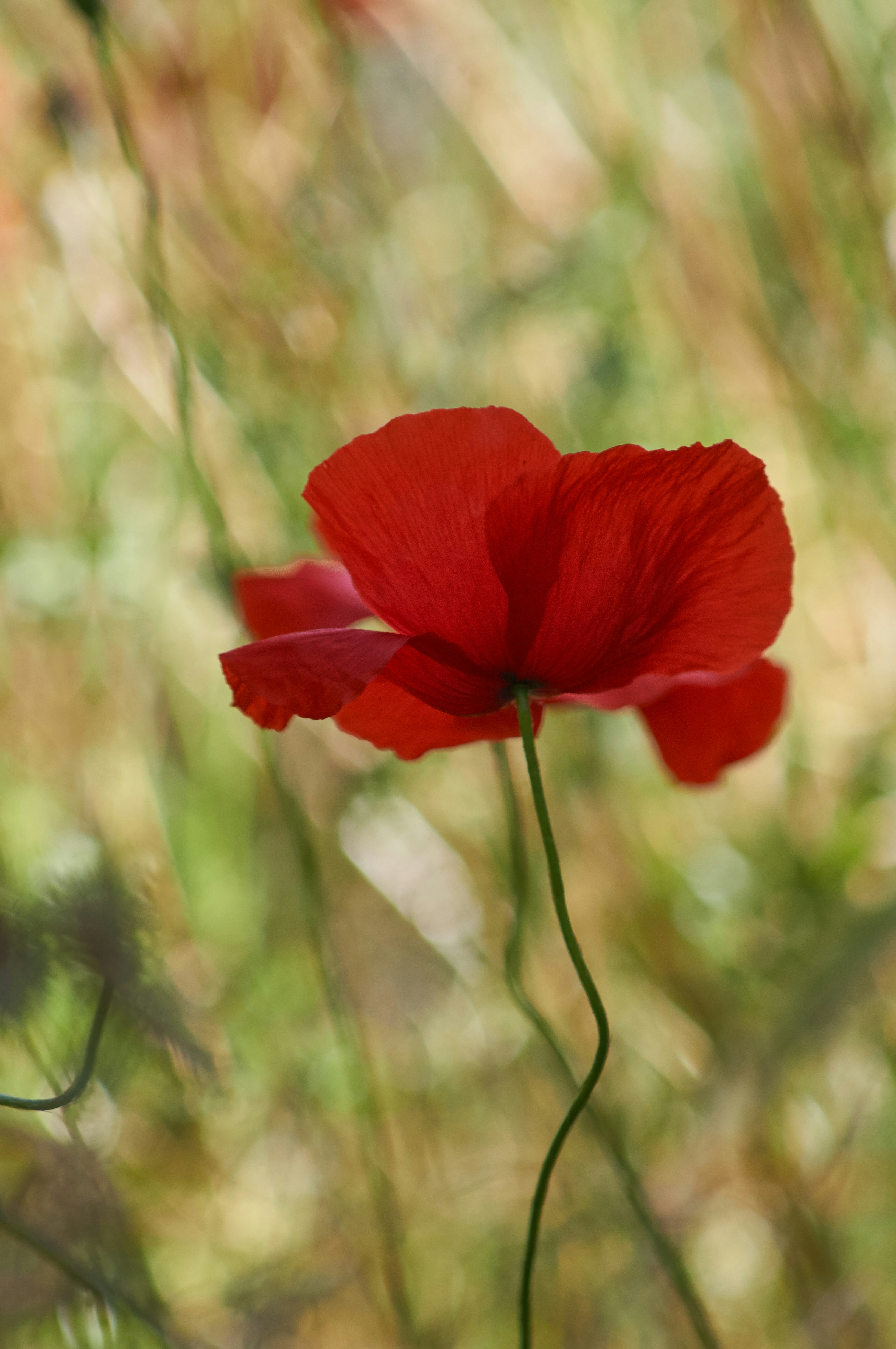 Photo by wolfgang_hasselmann