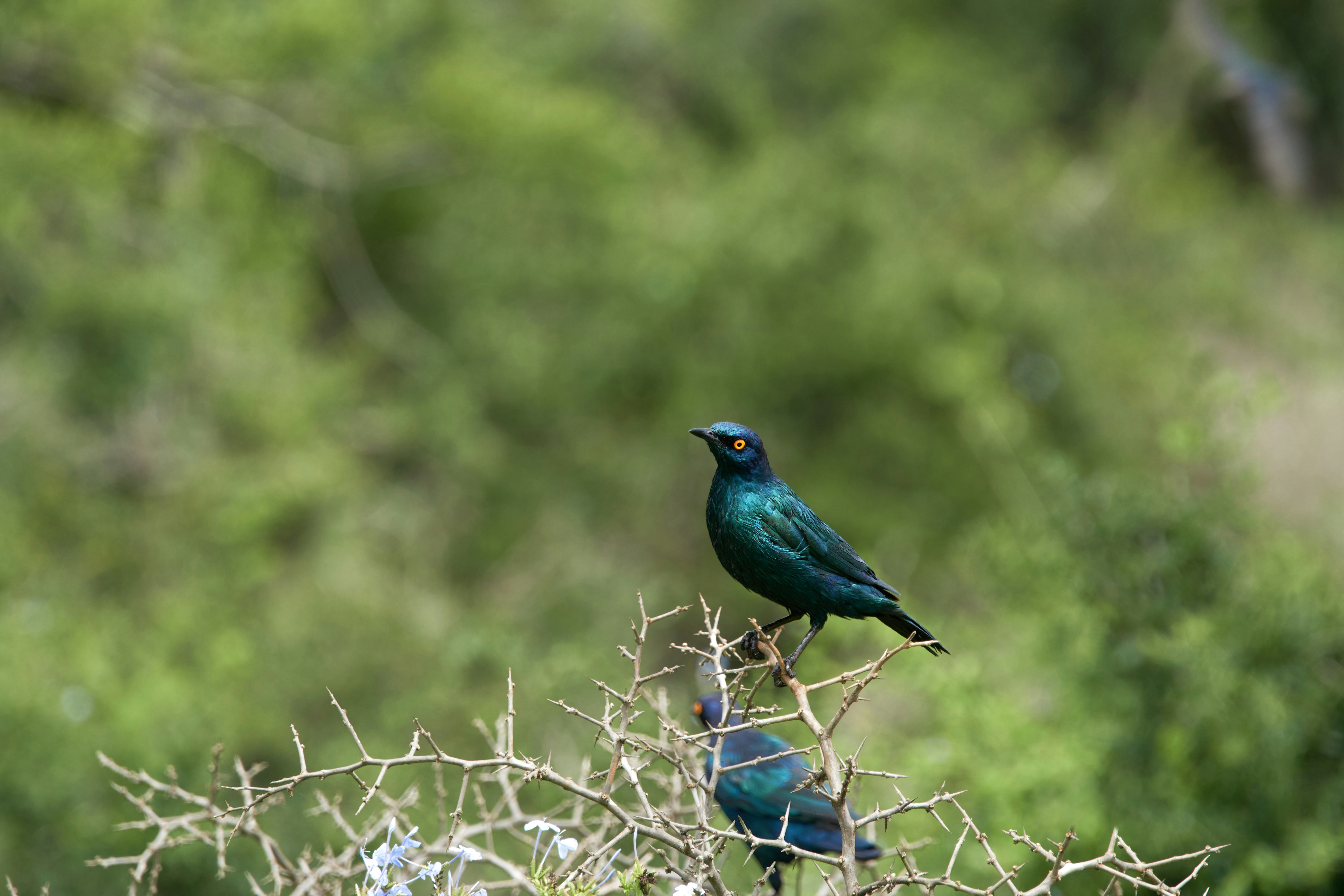 Photo by wolfgang_hasselmann