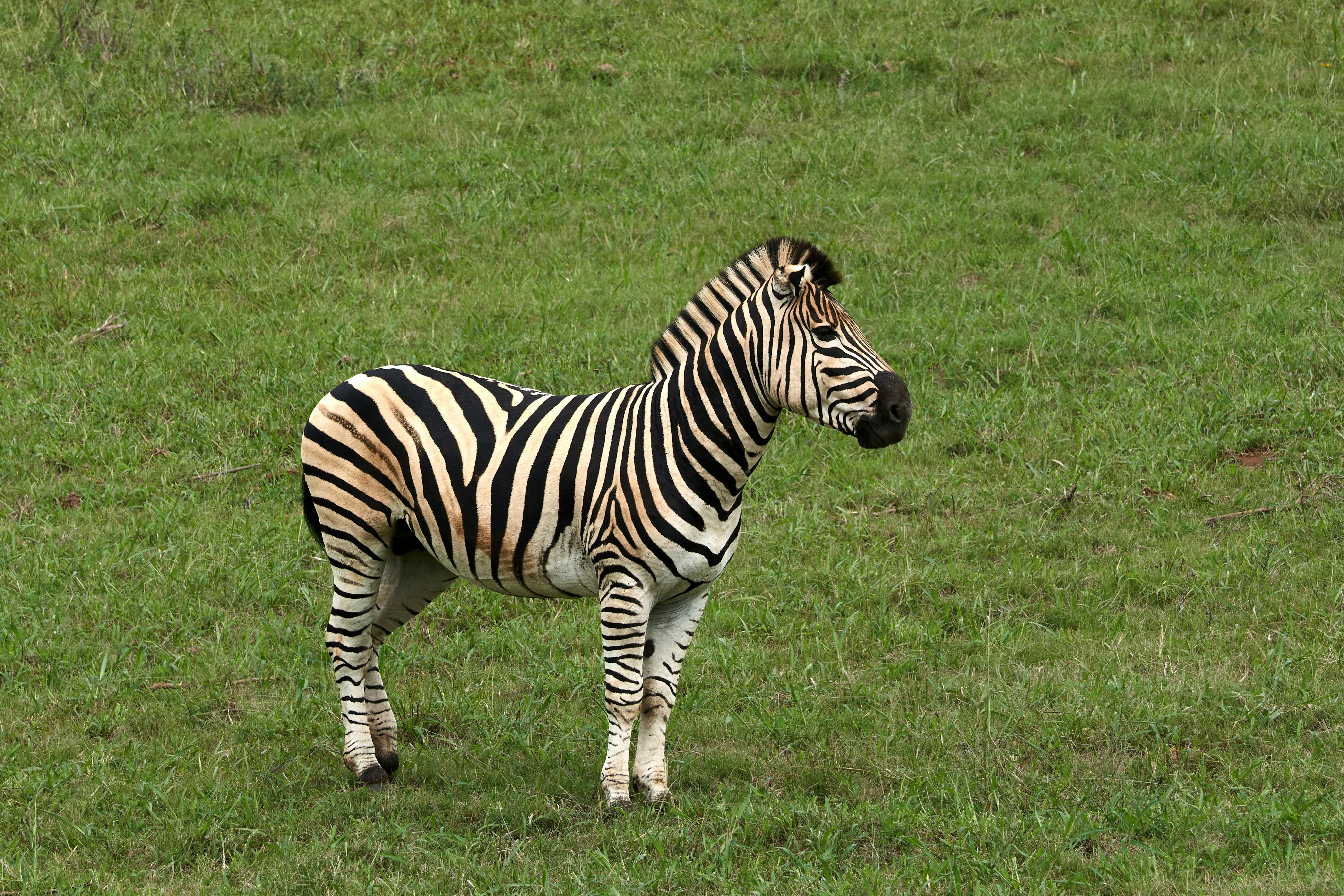 Photo by wolfgang_hasselmann