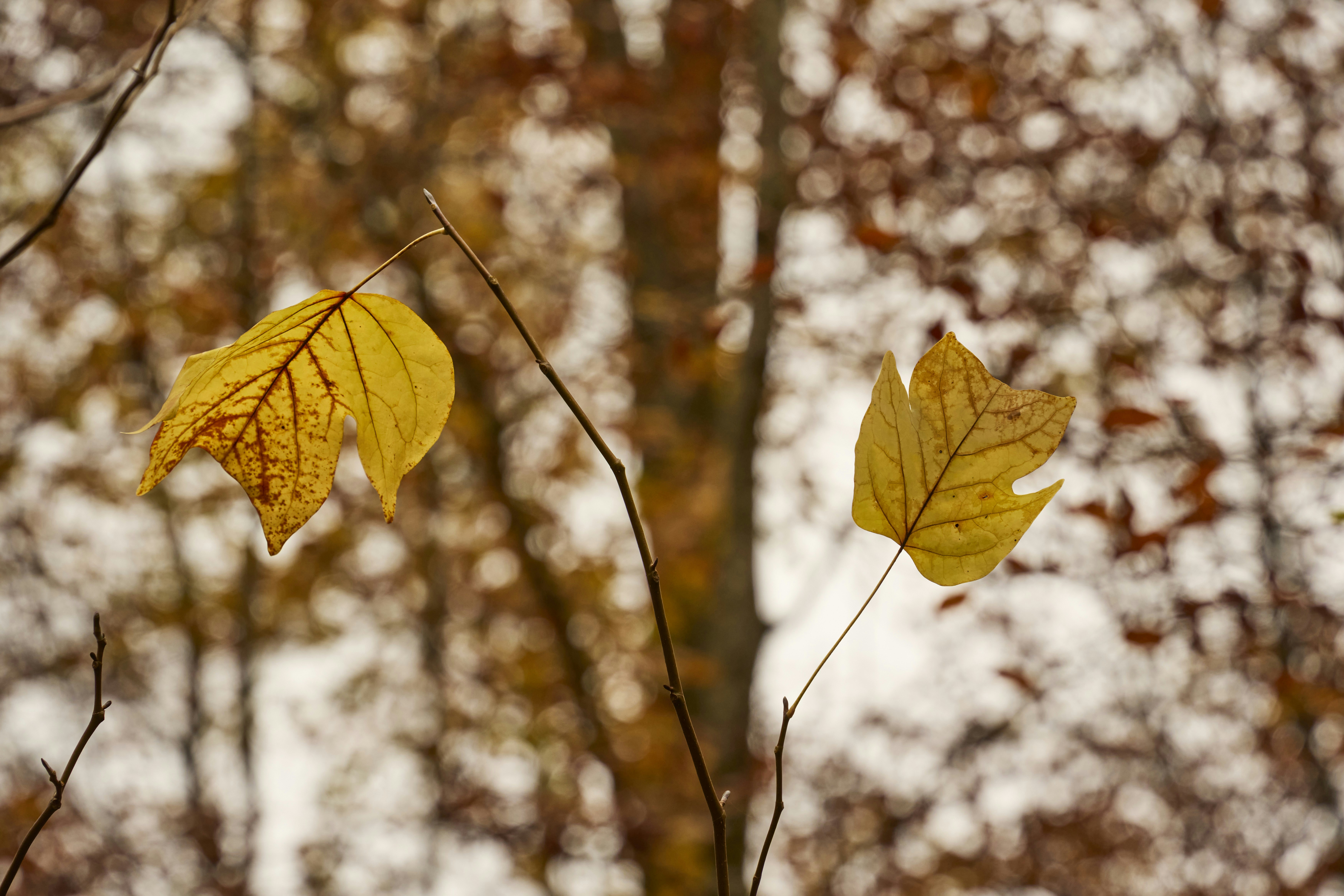 Photo by wolfgang_hasselmann