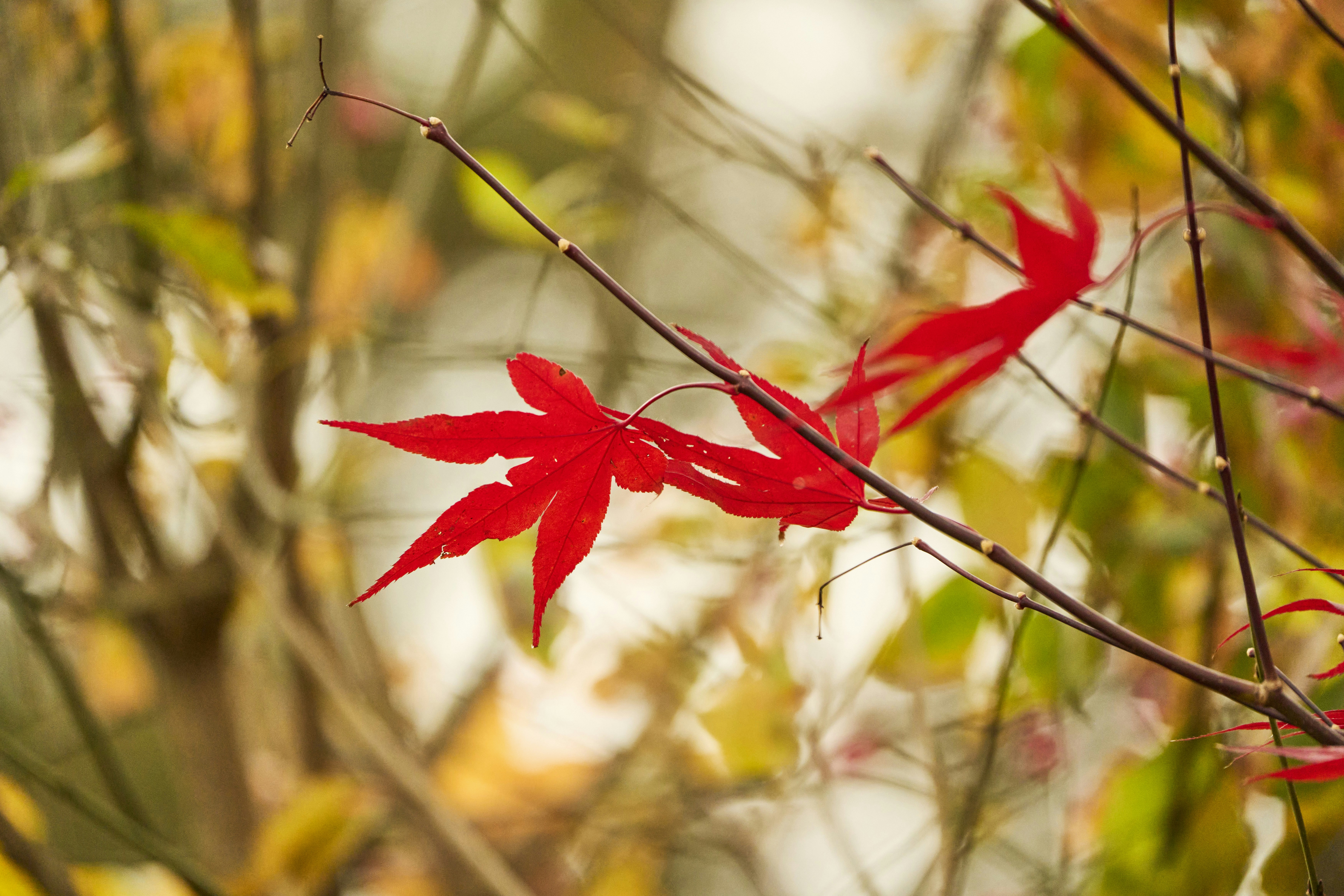 Photo by wolfgang_hasselmann