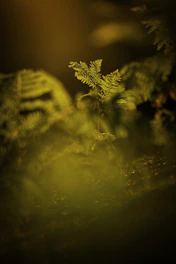 A green fern glows brightly against darkness.