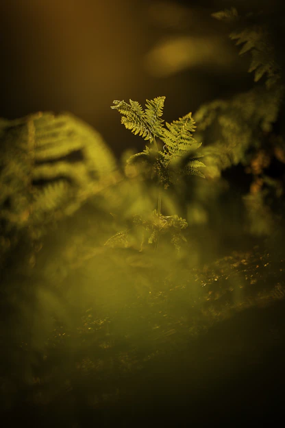 A green fern glows brightly against darkness.