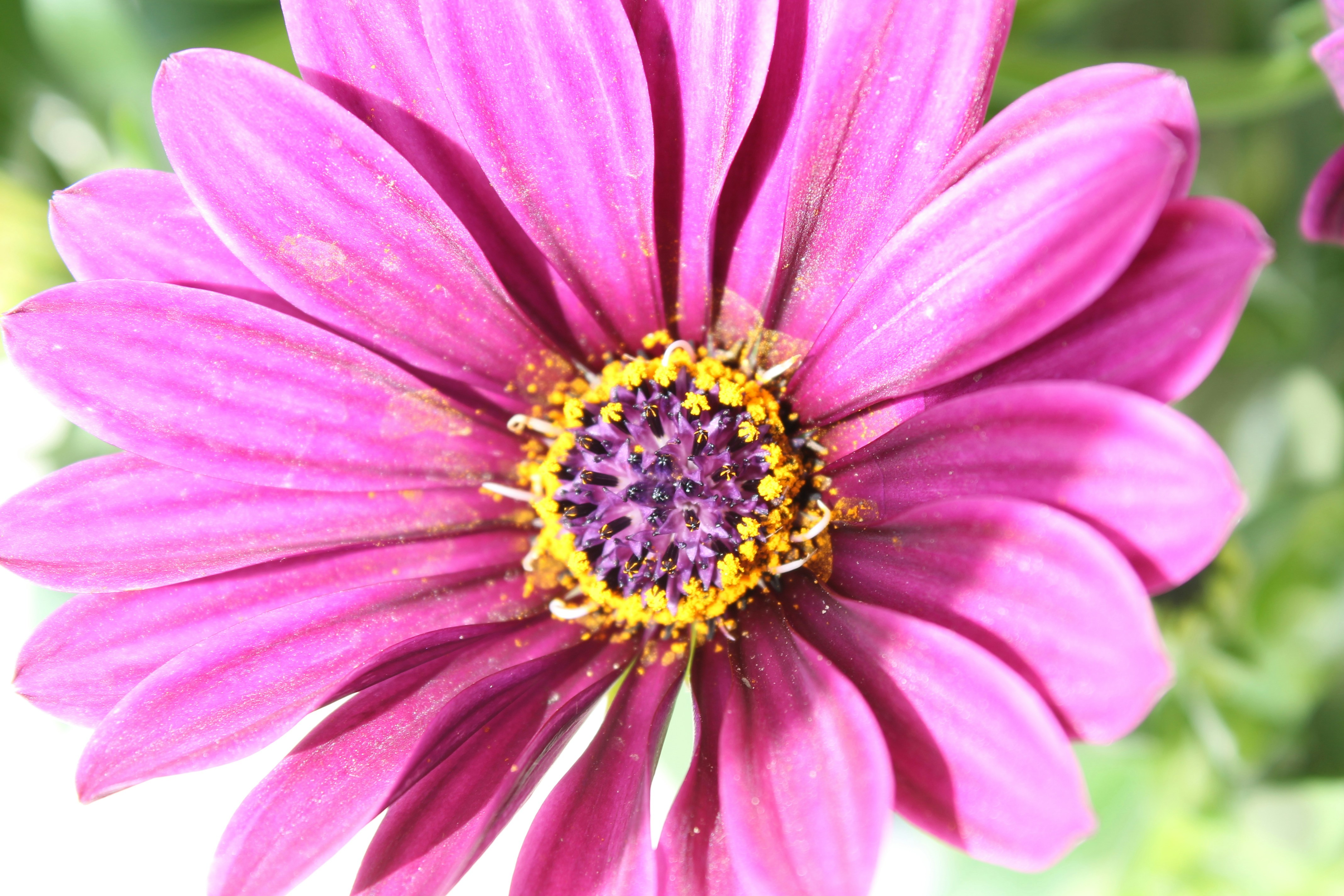 A close-up shot of a pretty purple flower.
