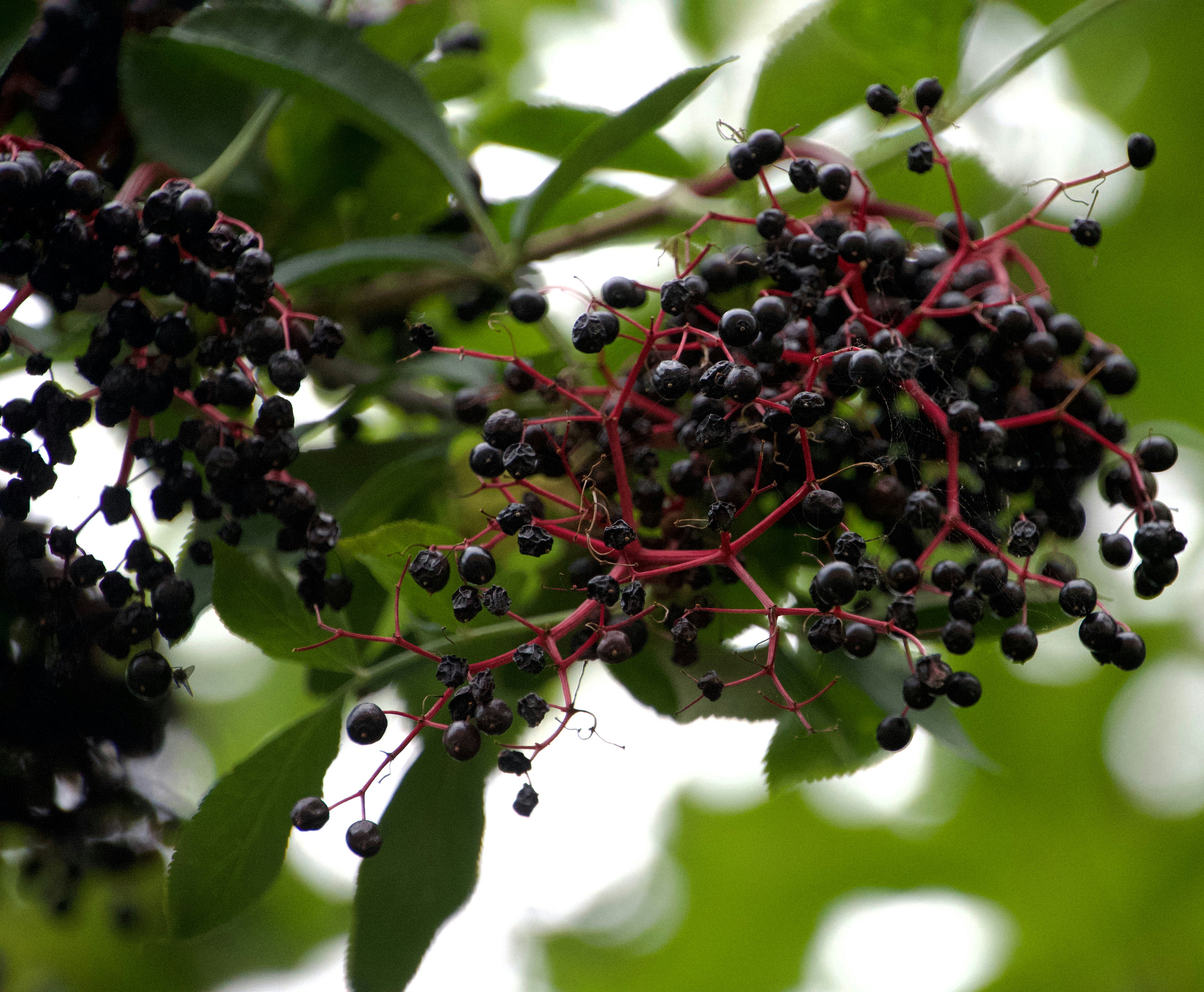 Photo by eugenio_gabriel