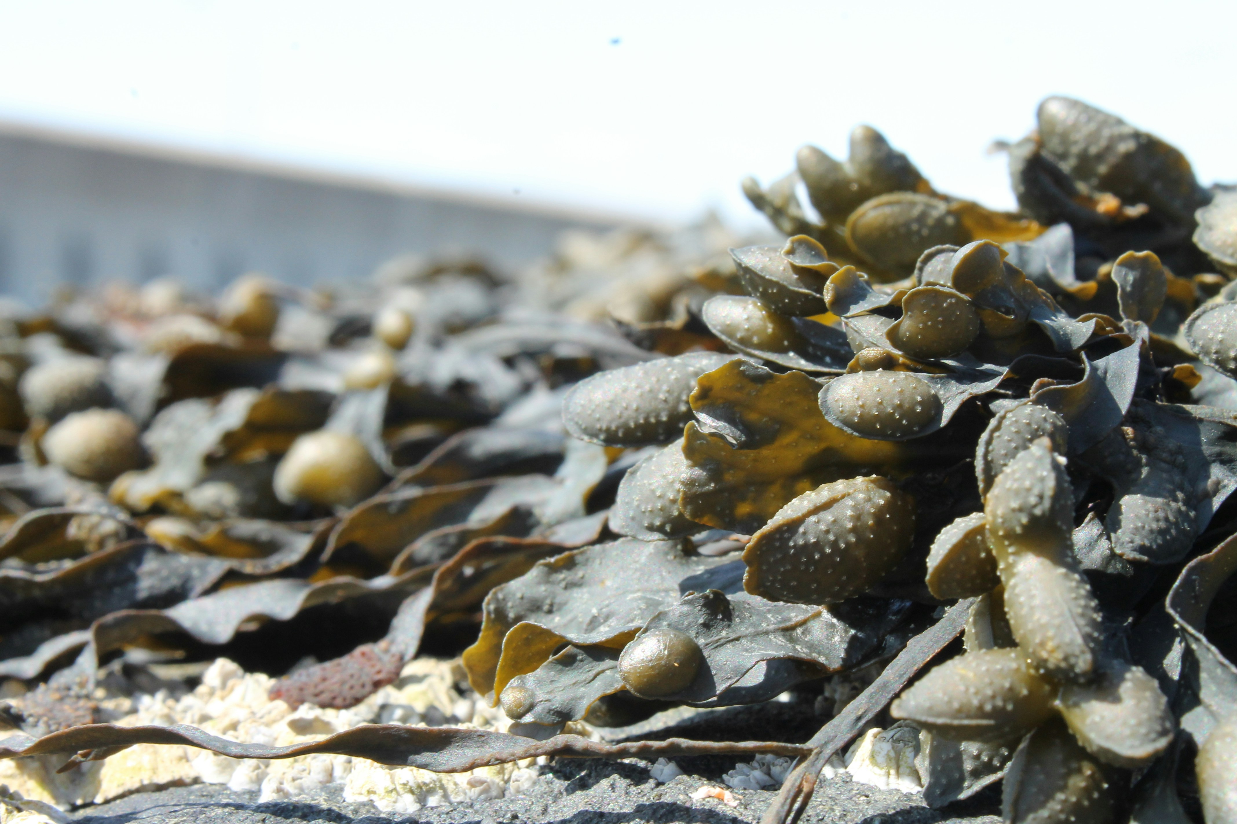 Photo by rosieposiebee