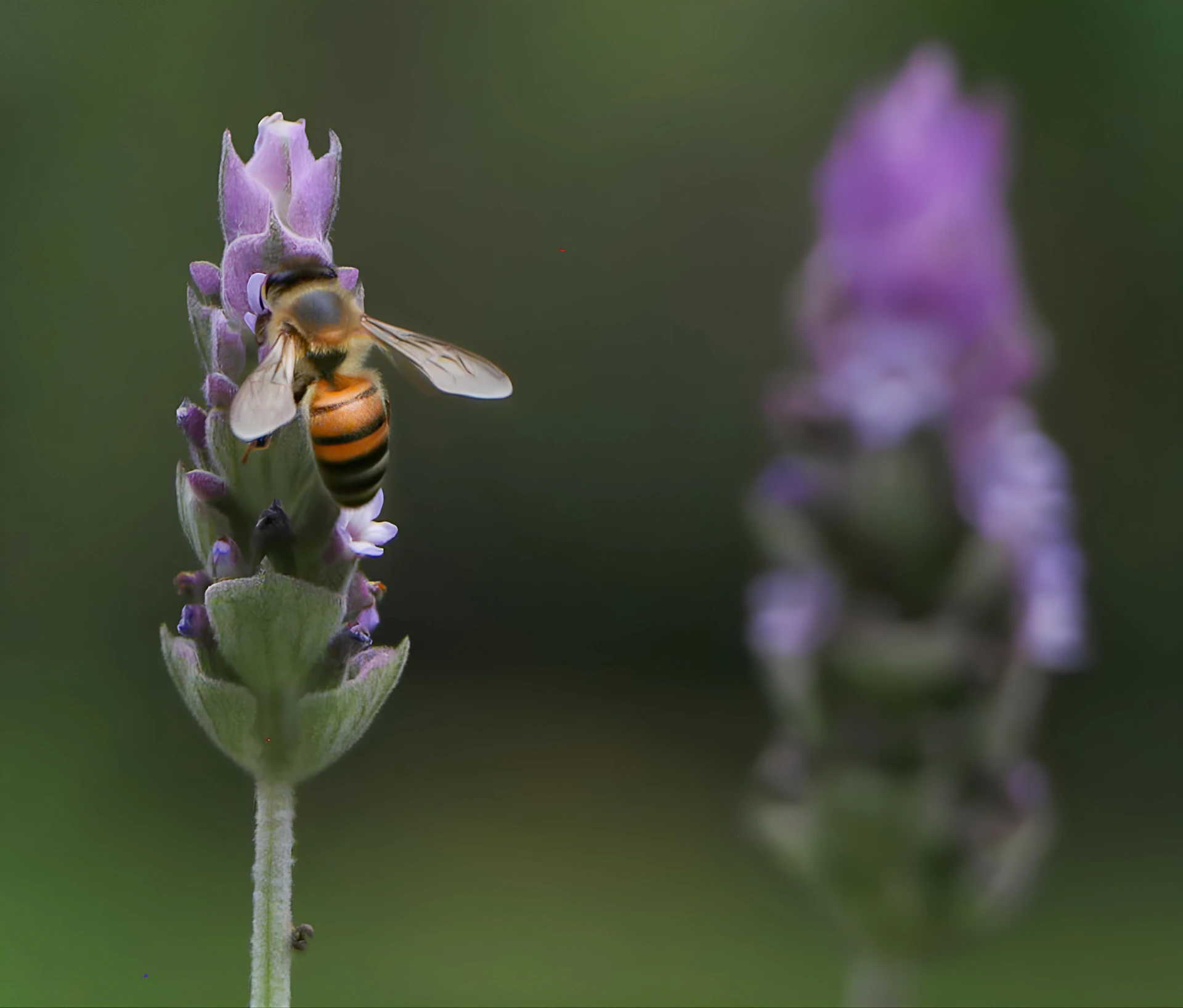 A bee drinks nectar from a lavender flower.