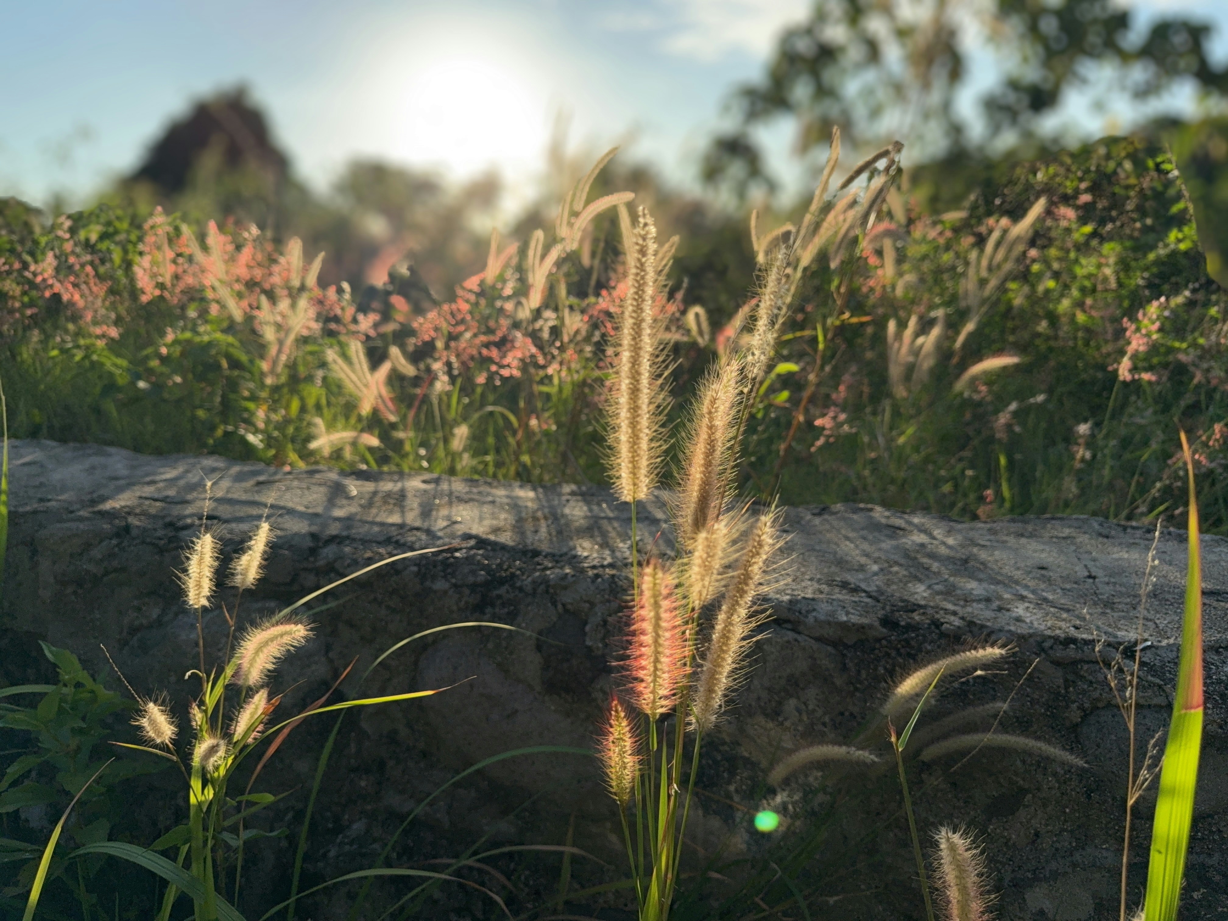 Sunlight illuminates grasses in a natural setting.