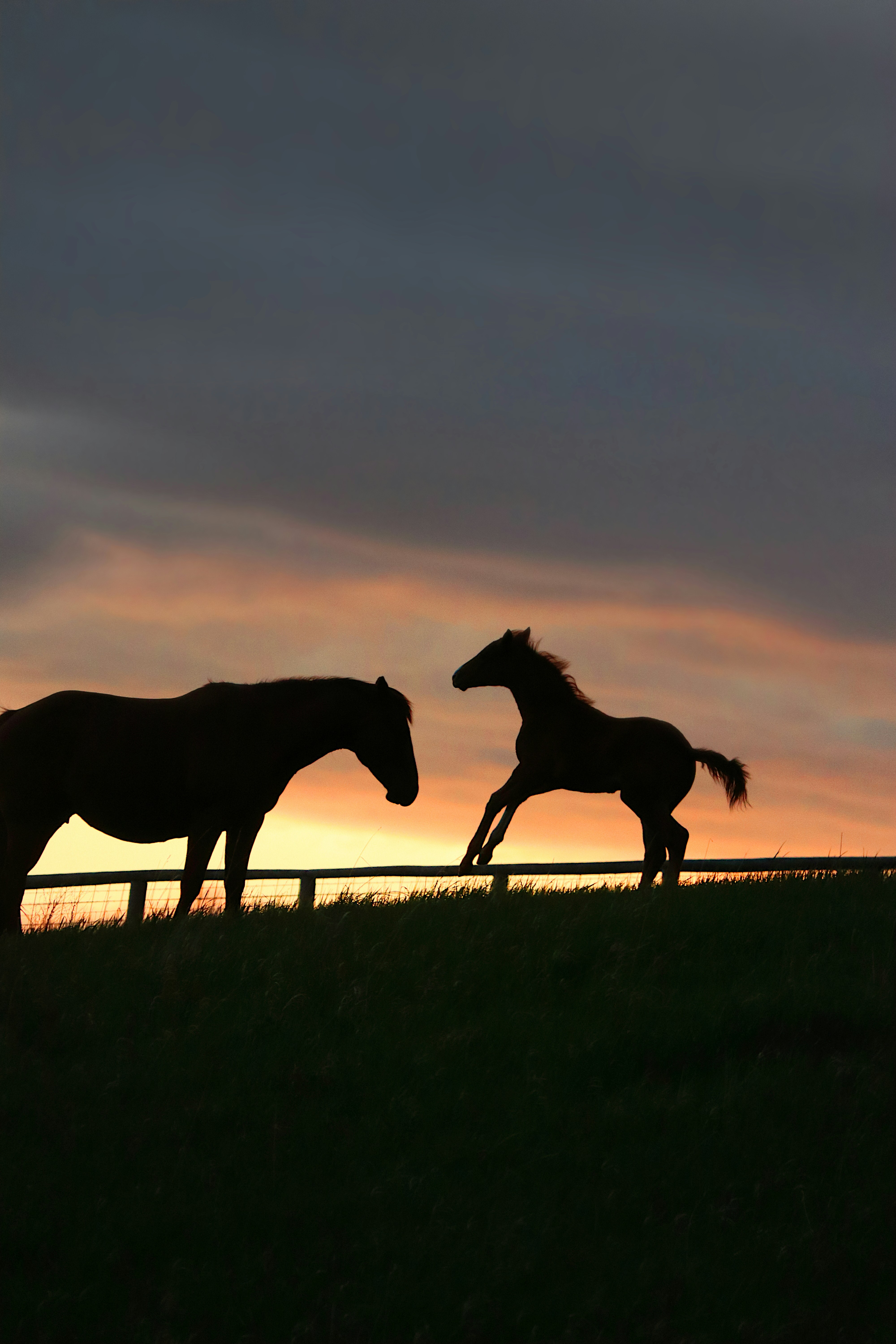 Silhouette of horses against a beautiful sunset. photo – Free Animal Image  on Unsplash, image size:3000x4500