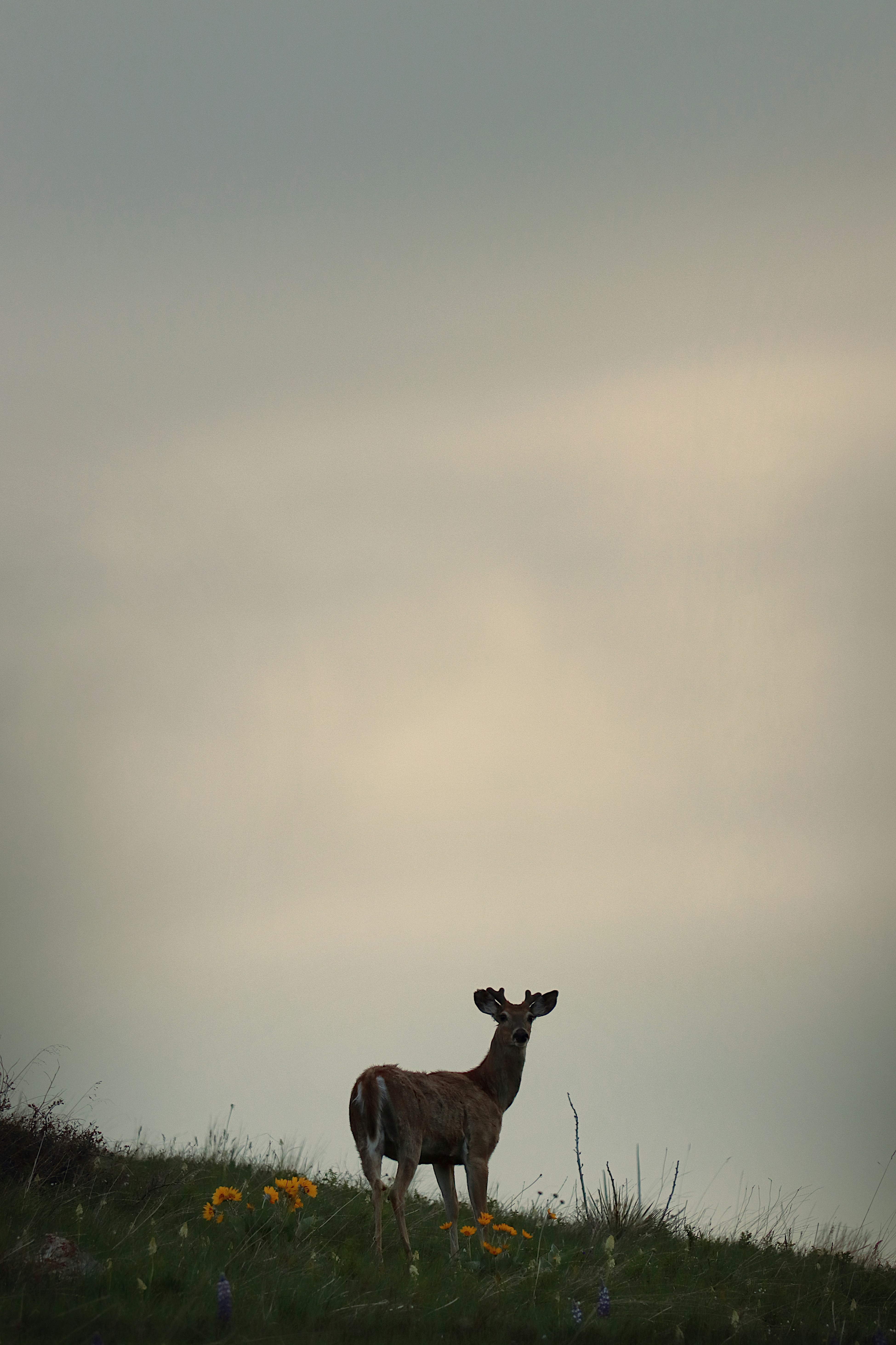 A deer stands gracefully on a grassy hill.