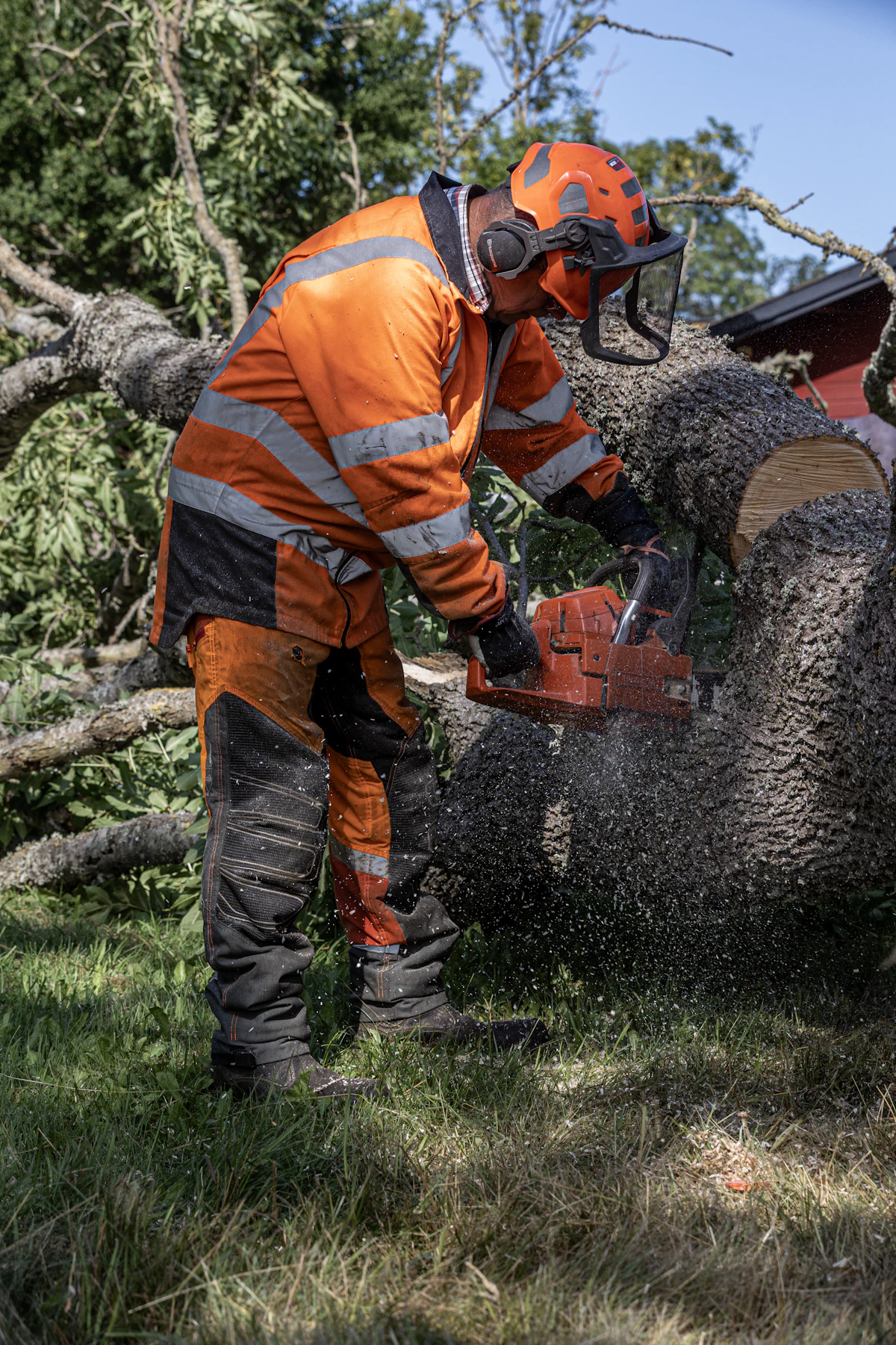 A hi-vis crew member bucking a large fallen log with a chainsaw, wood chips spraying.