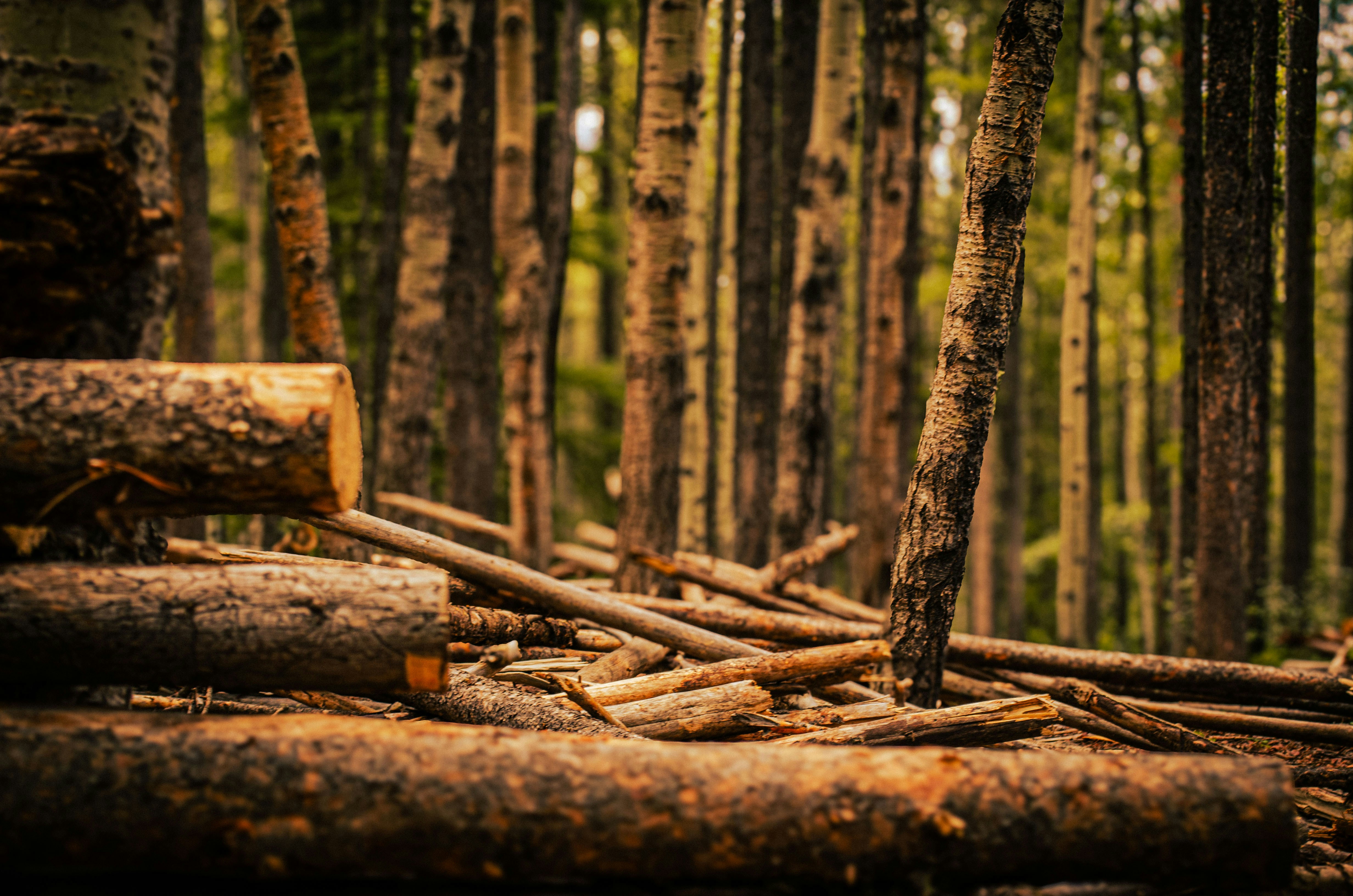 Photo by dmytro_yarish