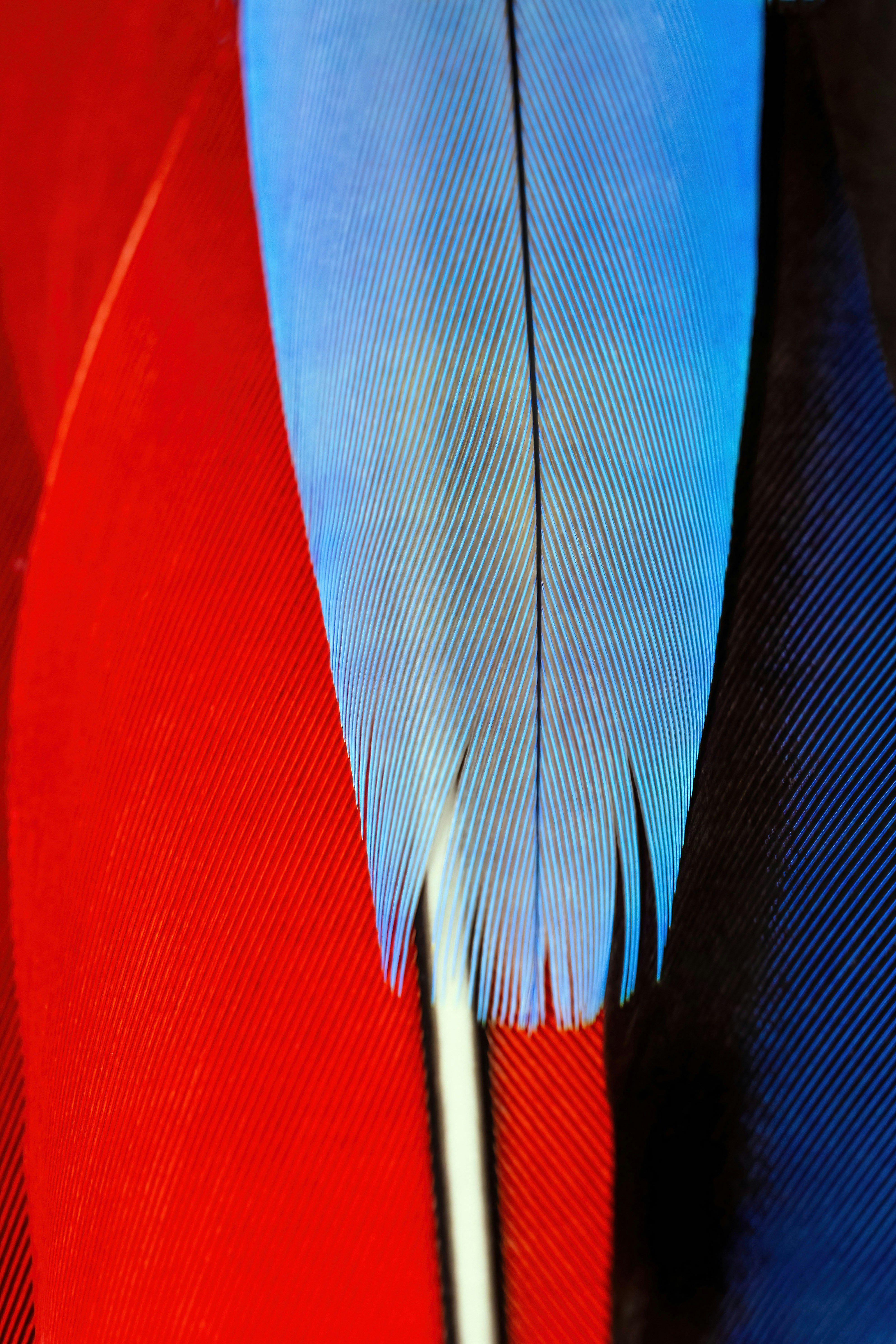 Close-up of colorful parrot feathers.