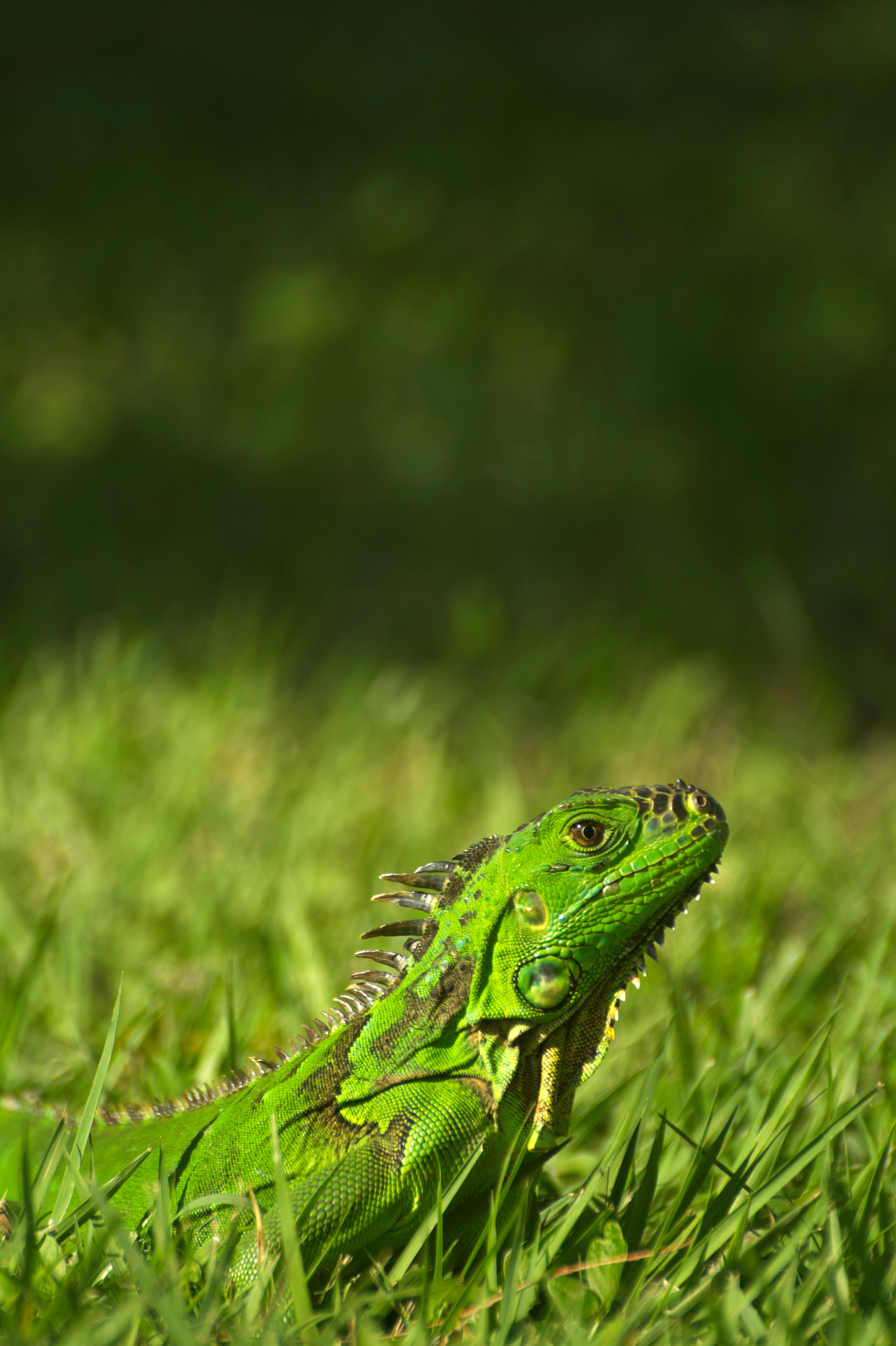 A bright green iguana in the grassy field.