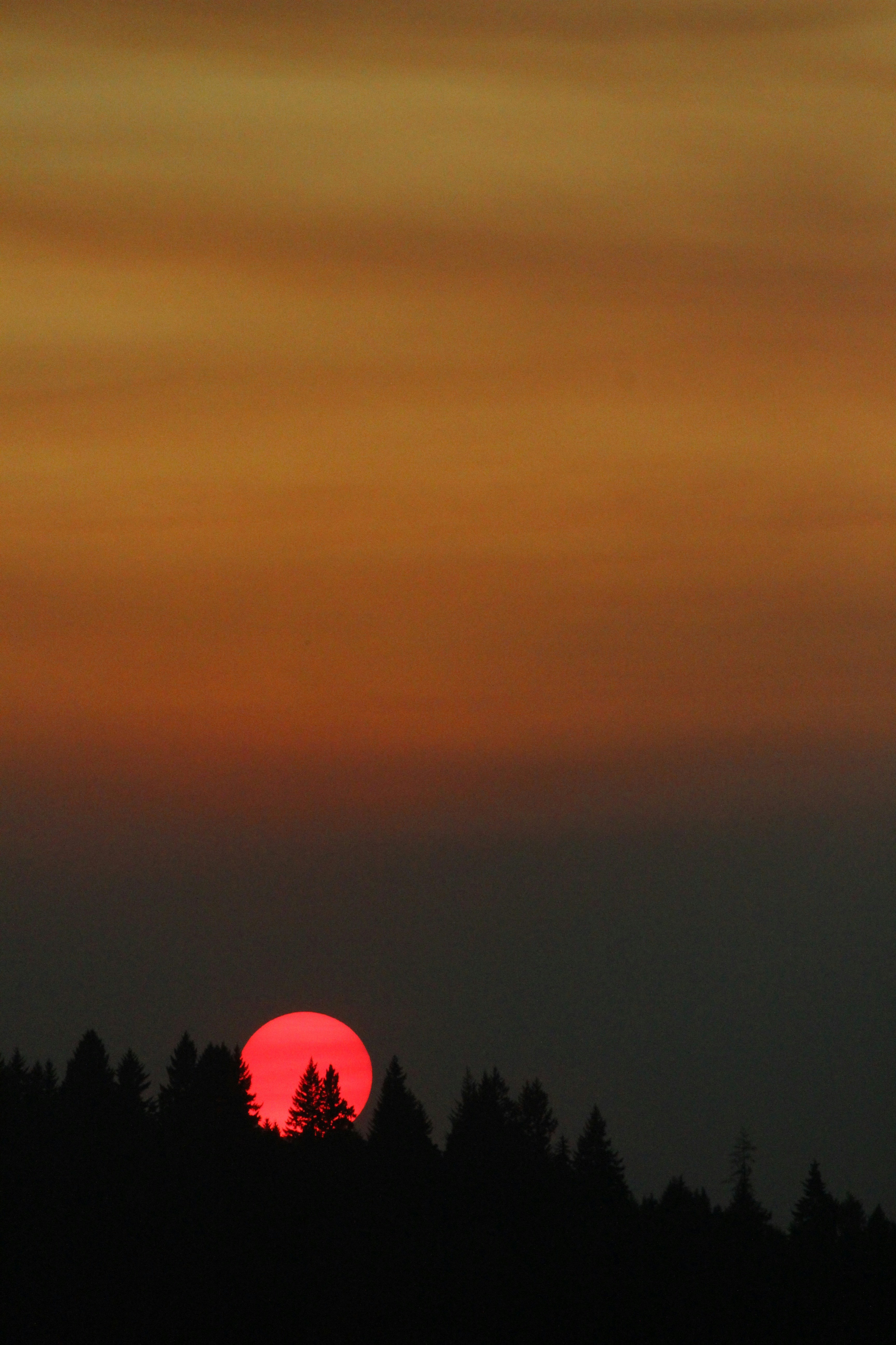 A fiery red sun sets over a dark forest.