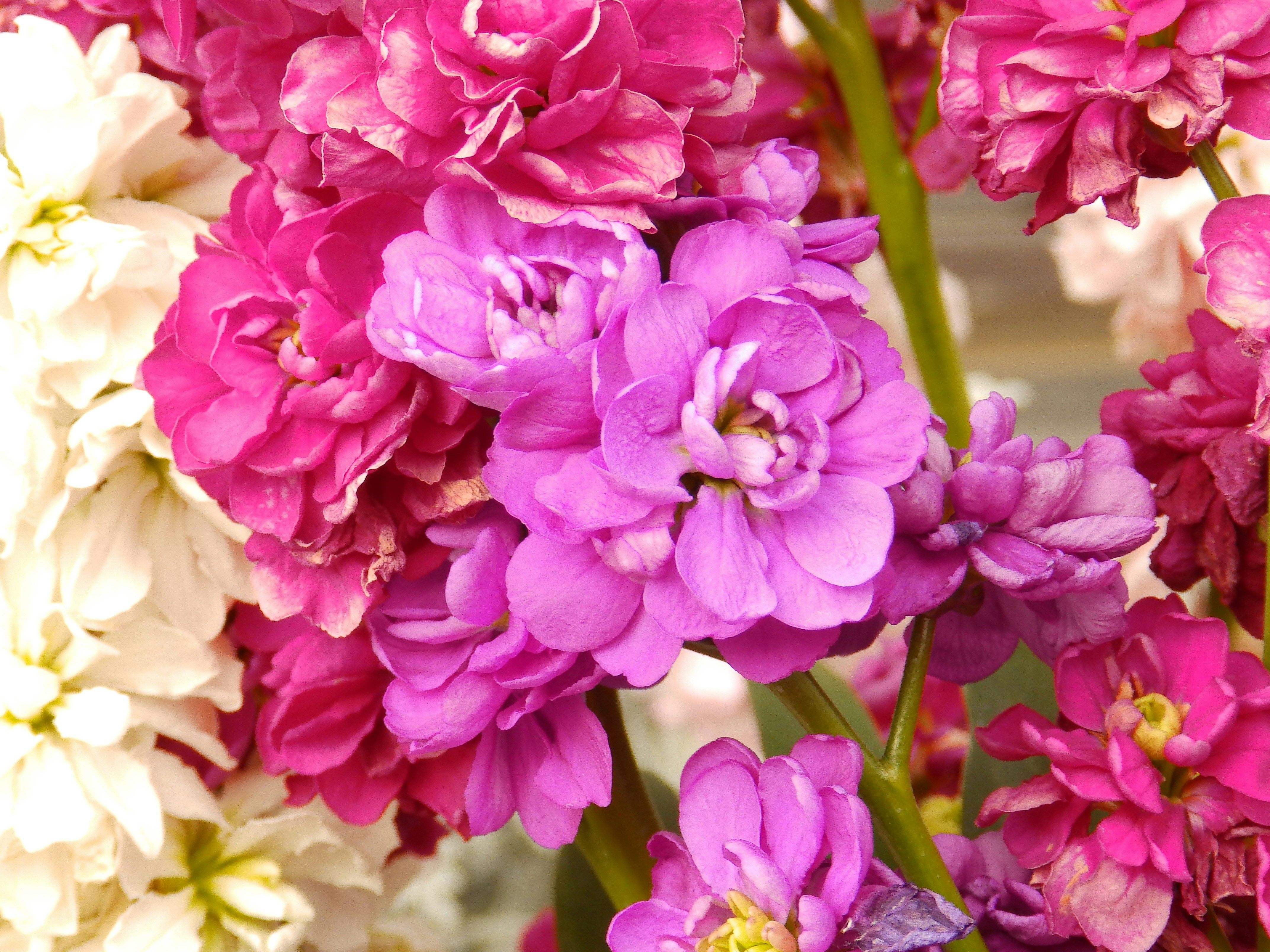 Photo by tamaki_chan