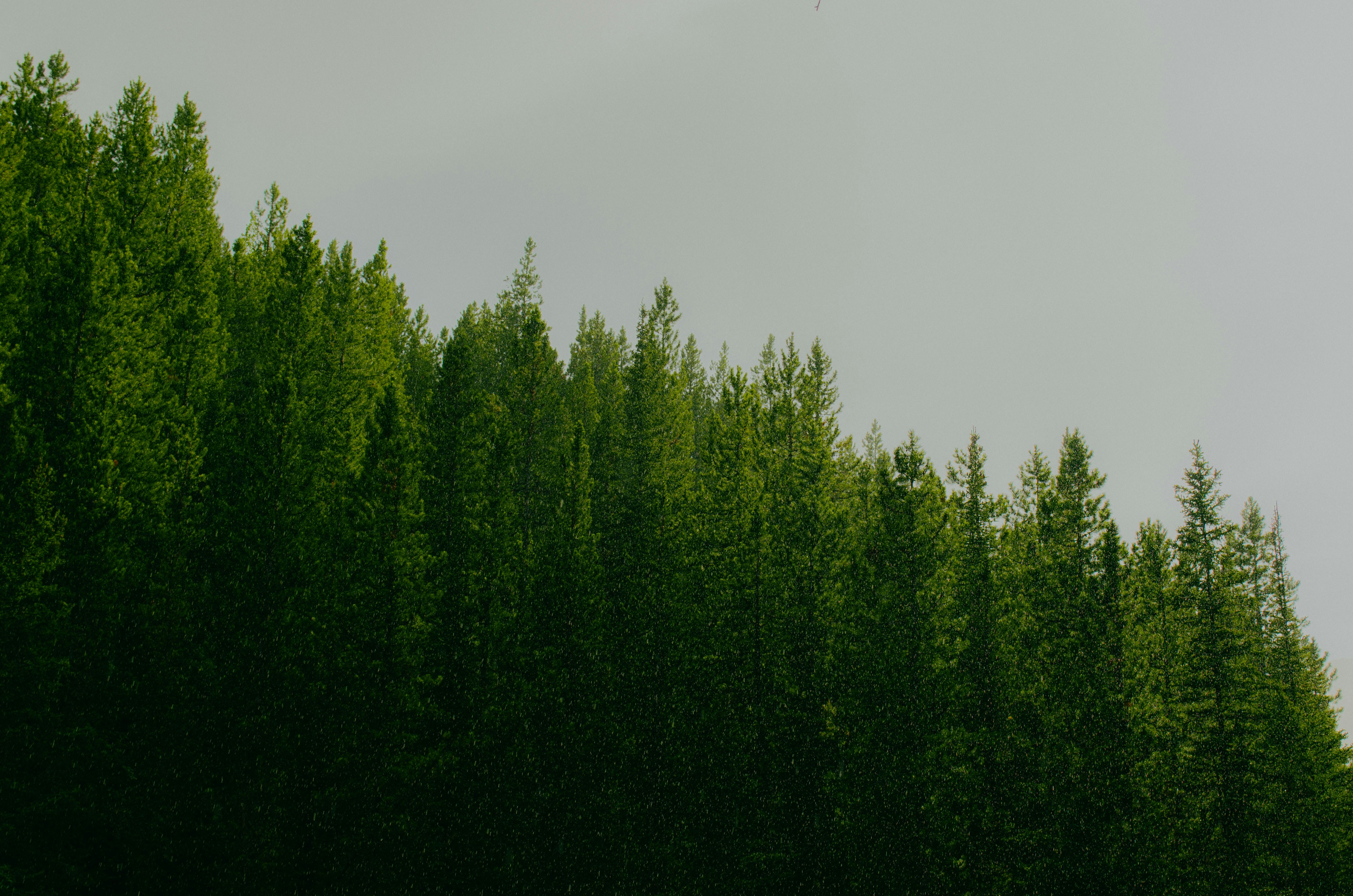 Photo by dmytro_yarish