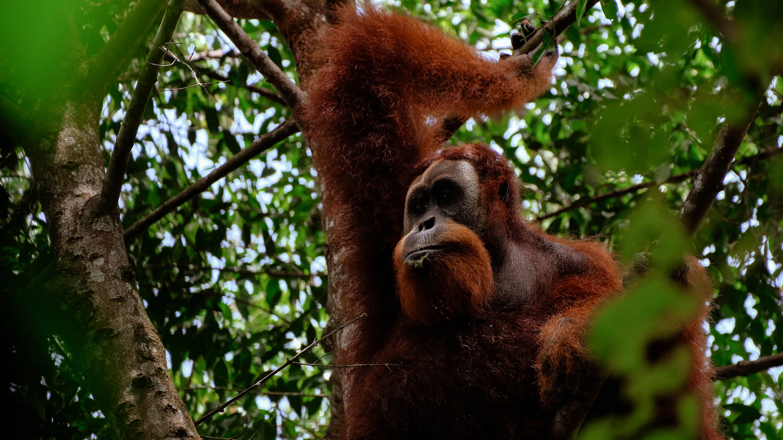 Bukit Lawang & Gunung Leuser