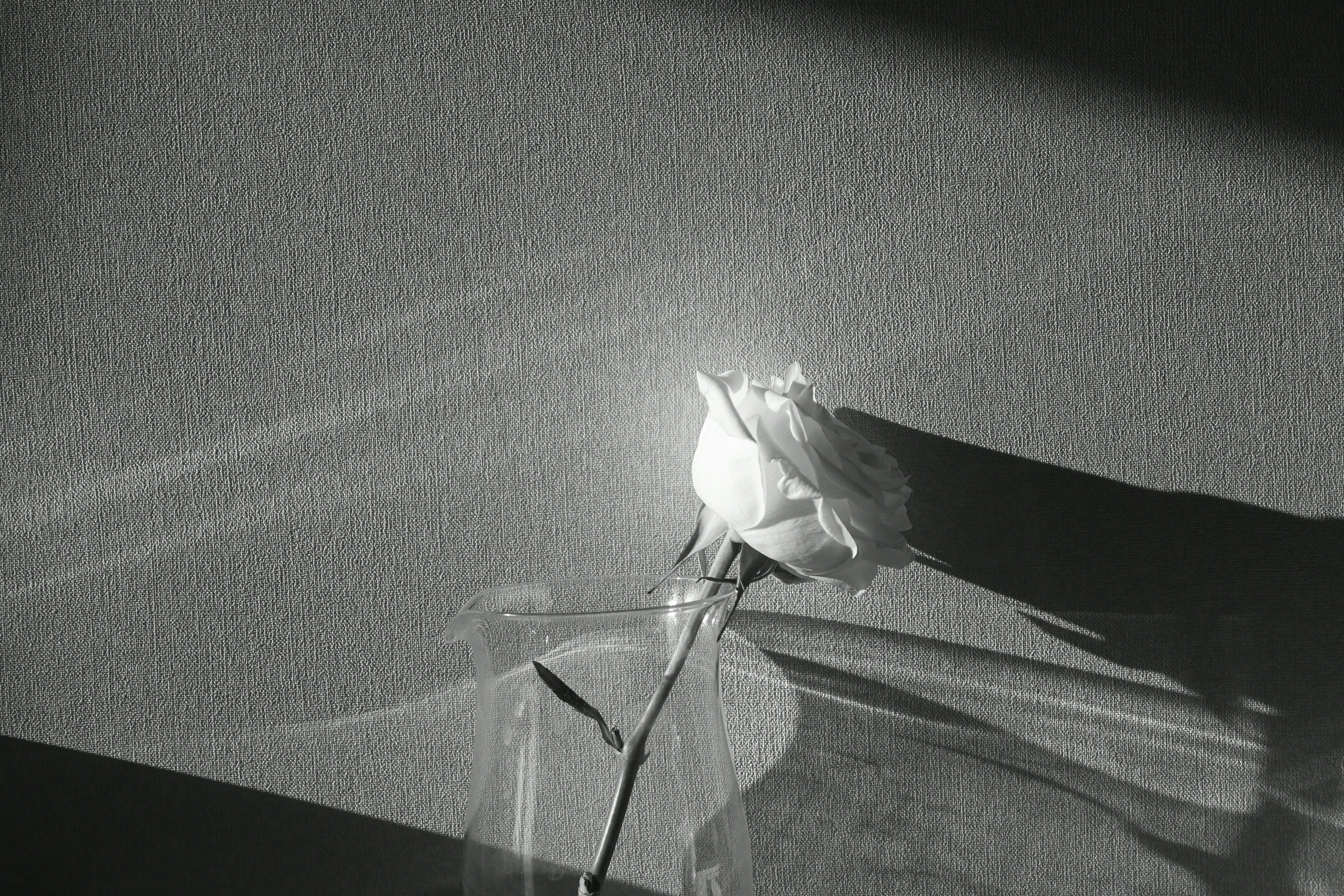 A rose sits in glass, cast in shadow.