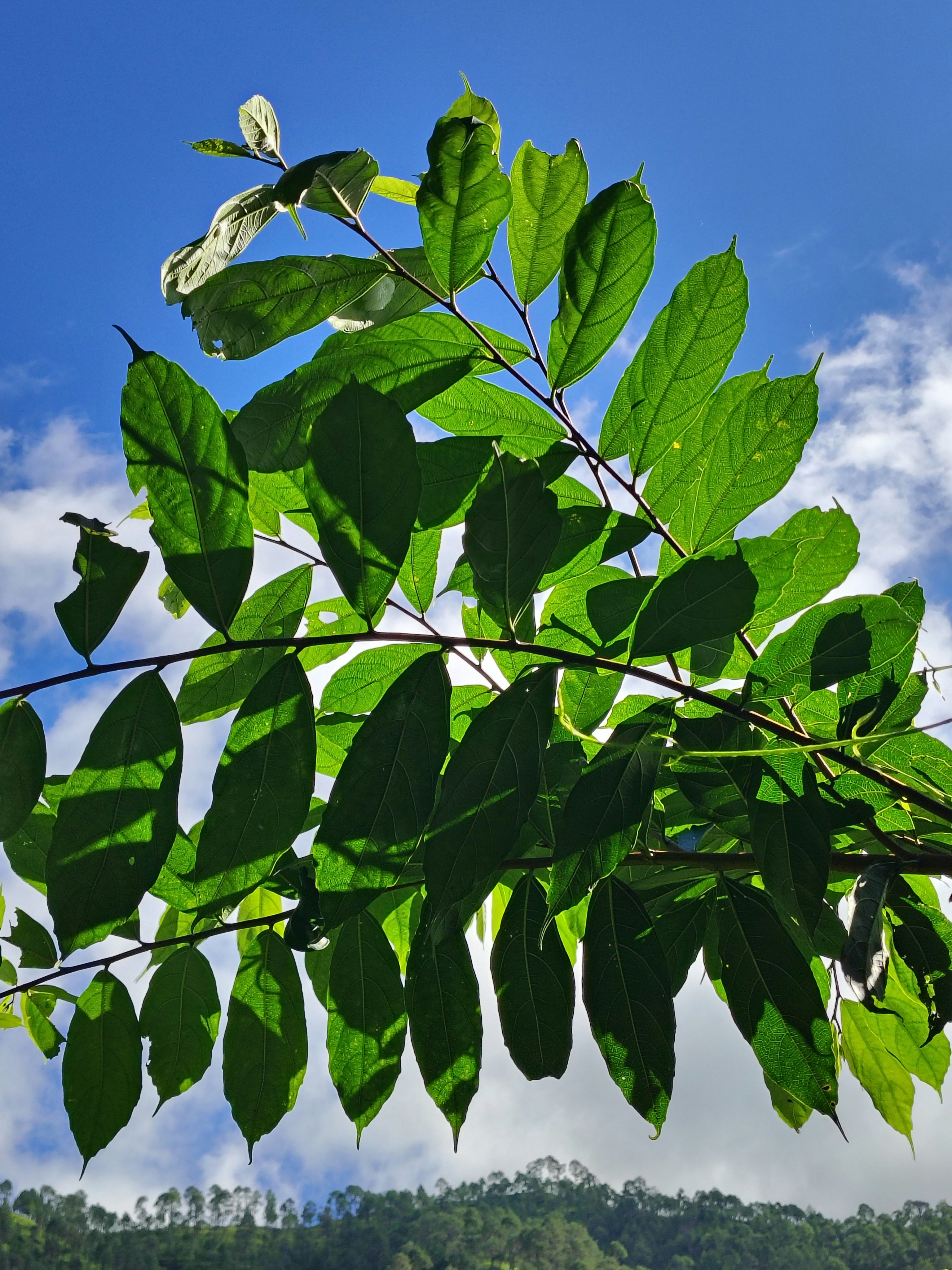 Photo by dendrophile