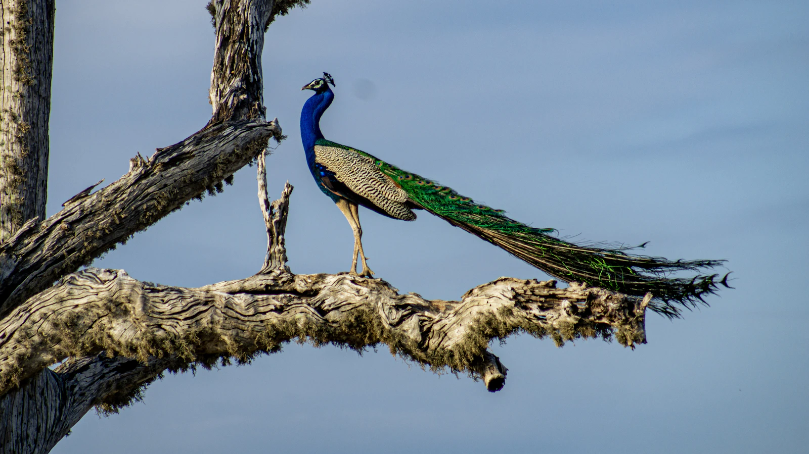 A peacock perches in a tree in Yala, Sri Lanka.