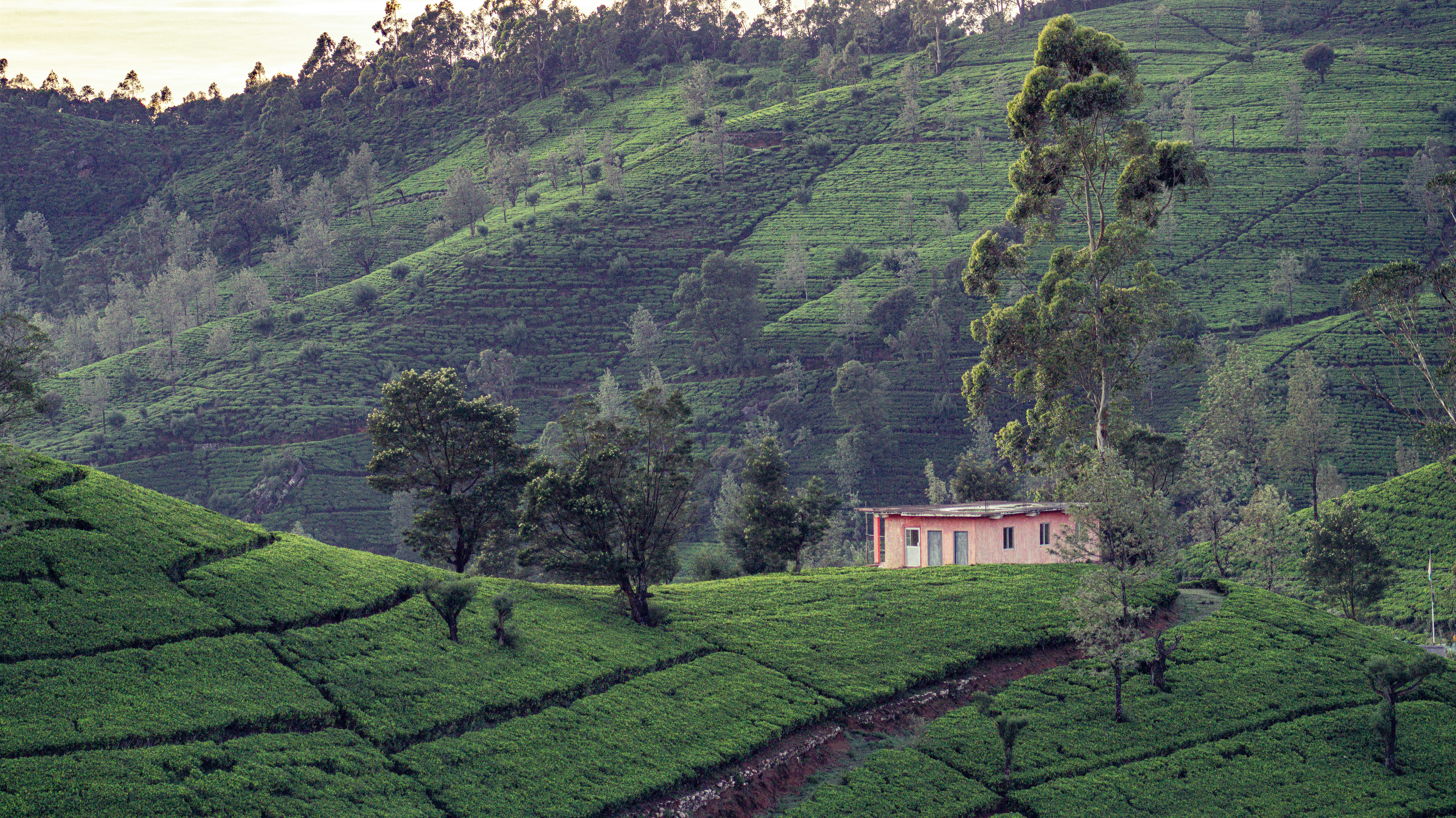 Rolling green hills and a small house.