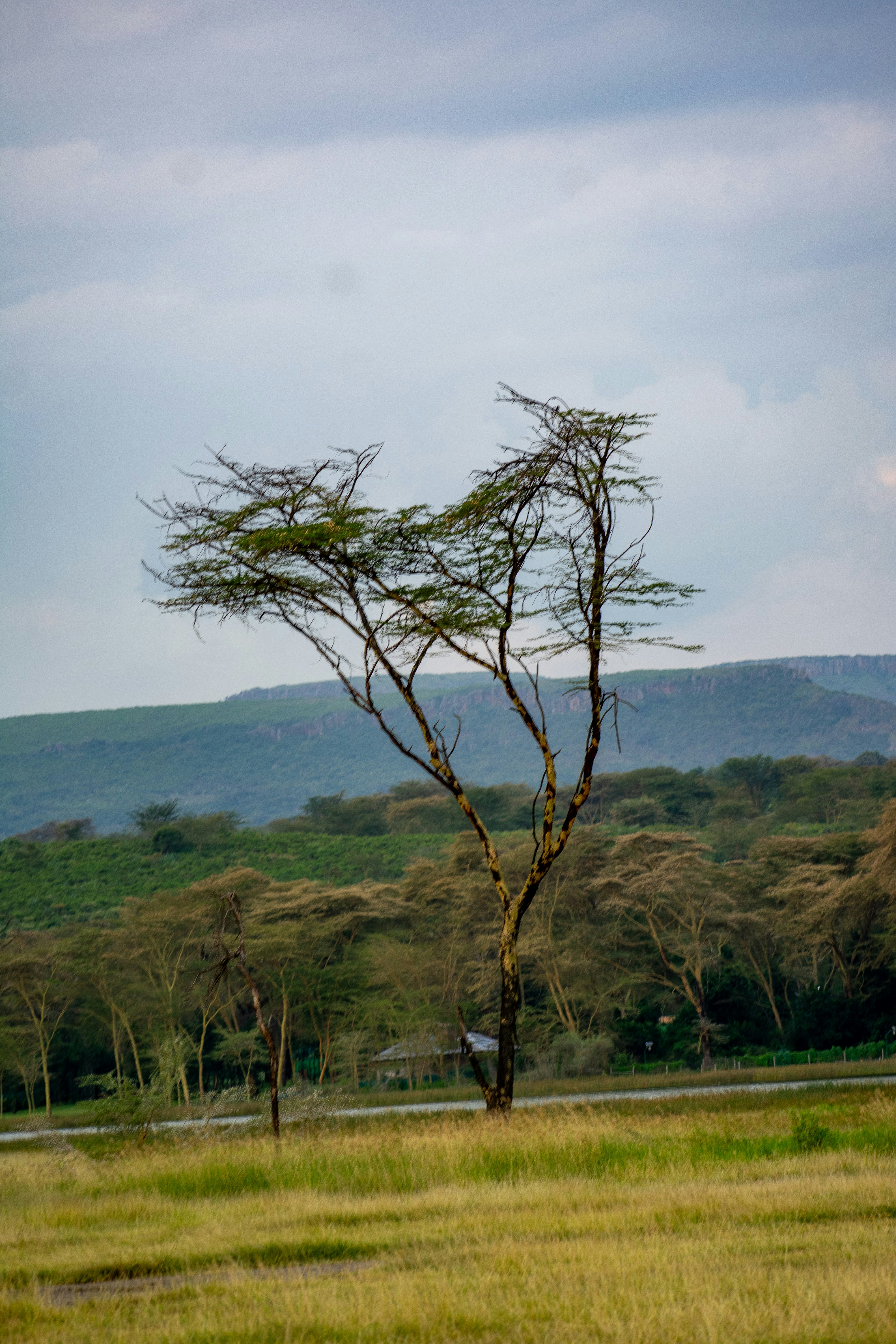 A solitary tree stands in the vast wilderness.