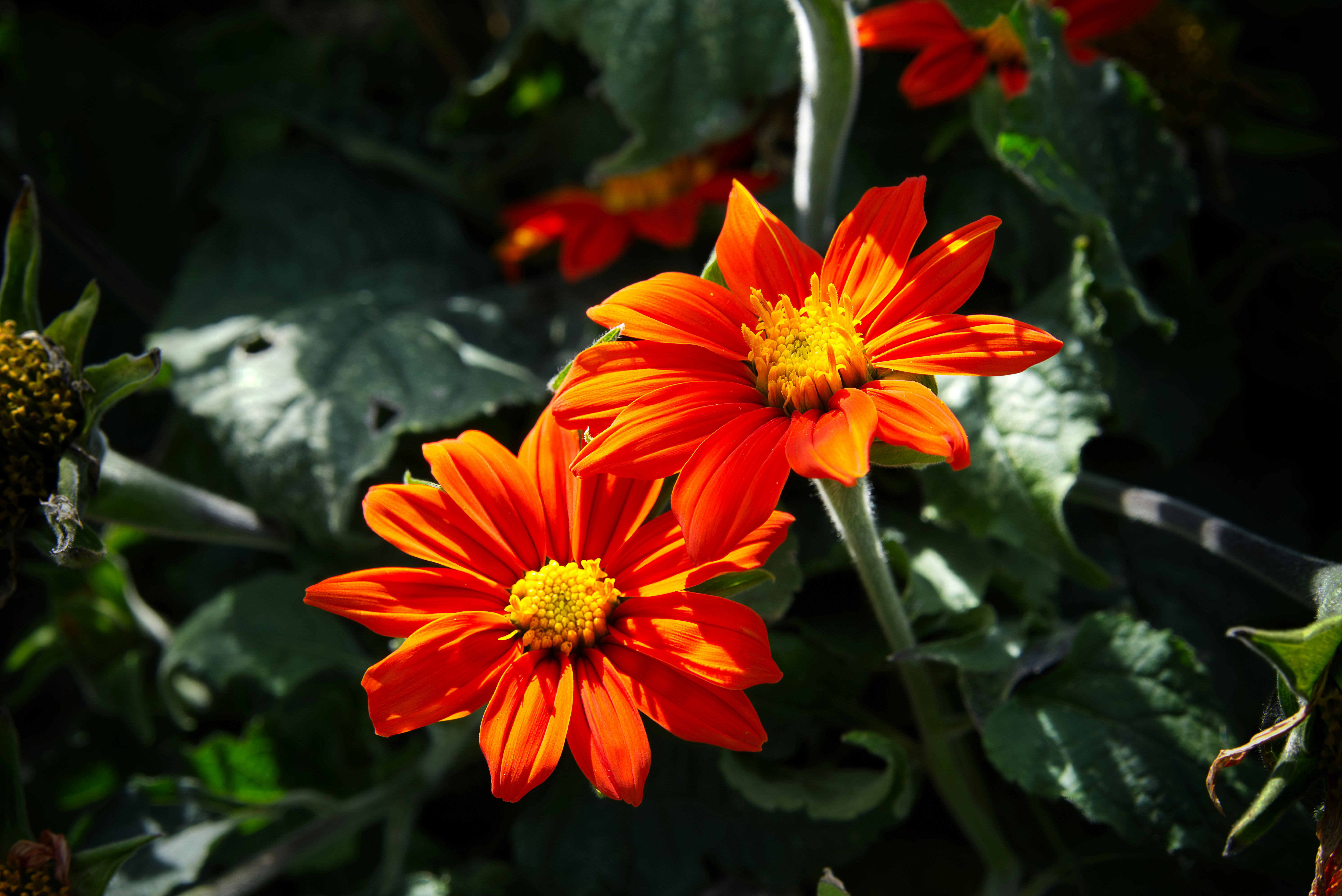 Orange flowers with yellow centers bloom.