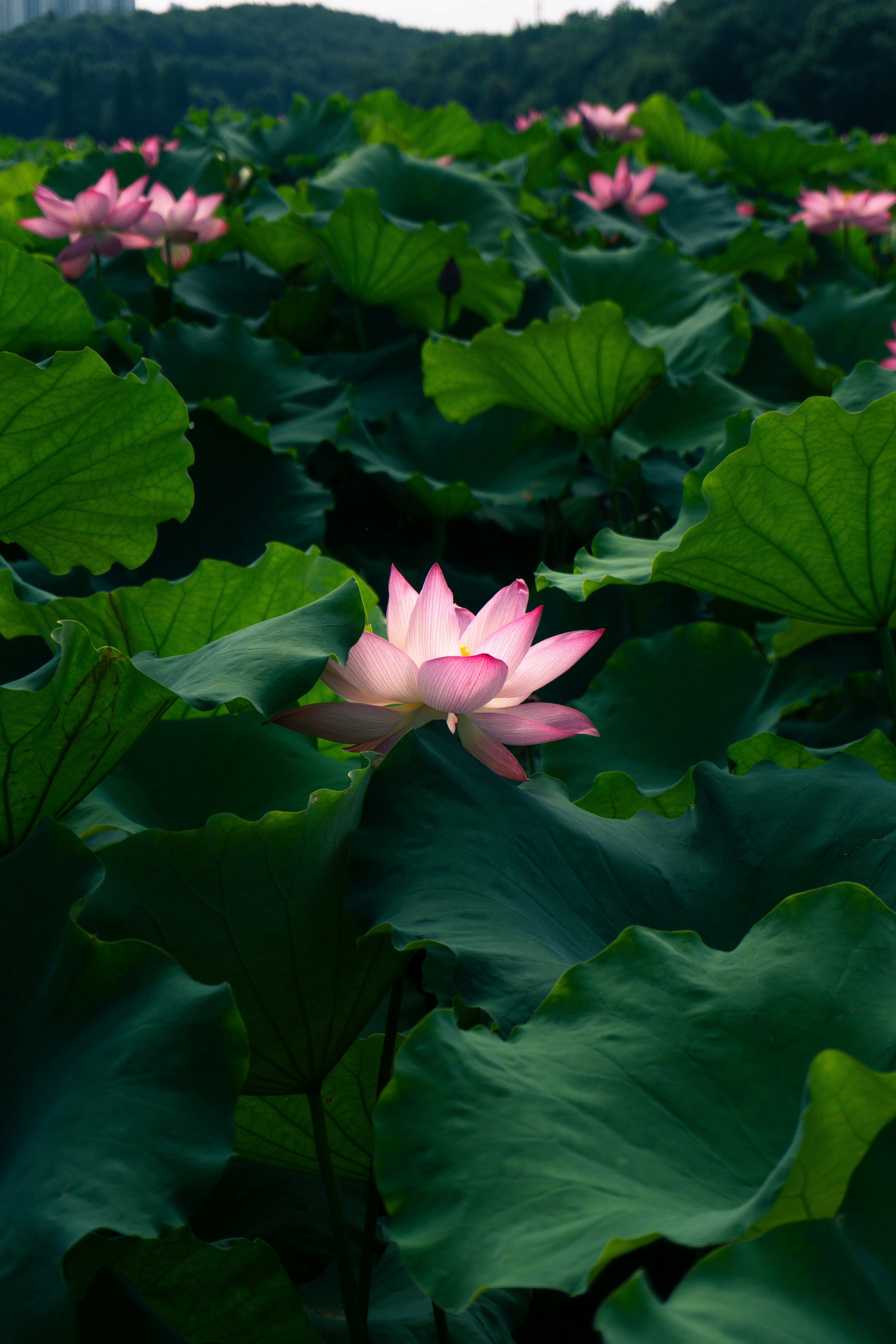 Photo by zakosarchives