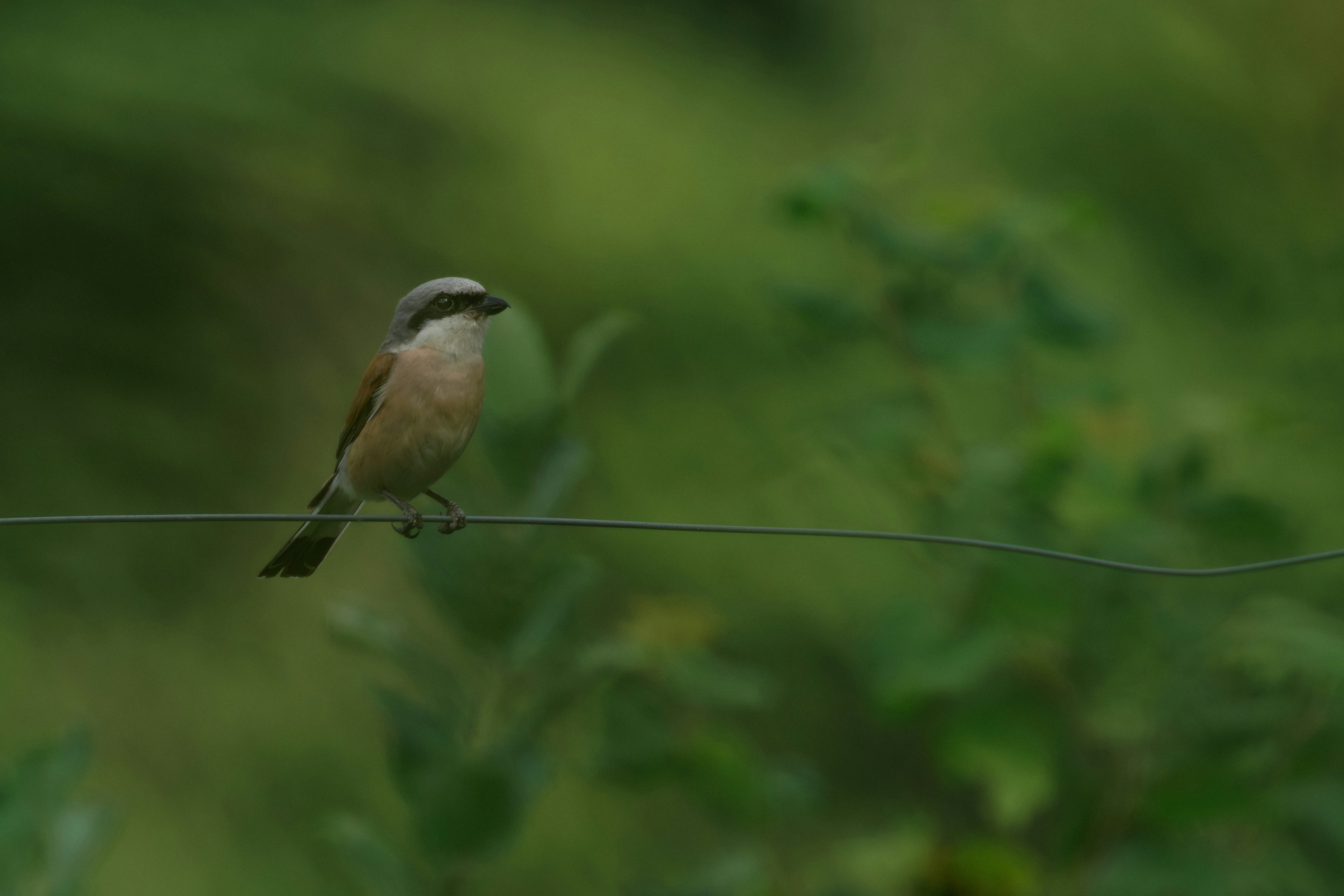 A bird sits perched on a thin wire.