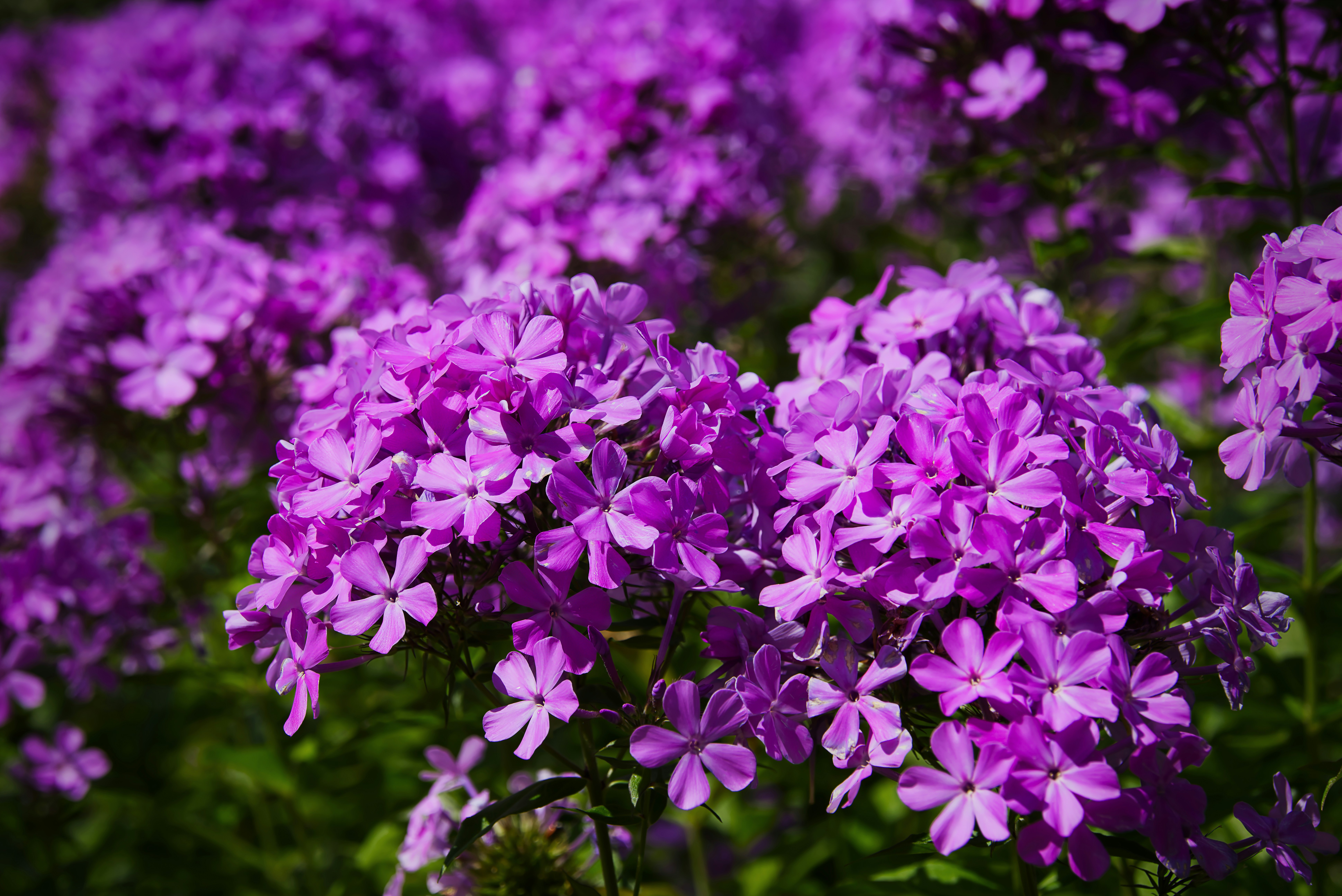 Photo by packetdiscards